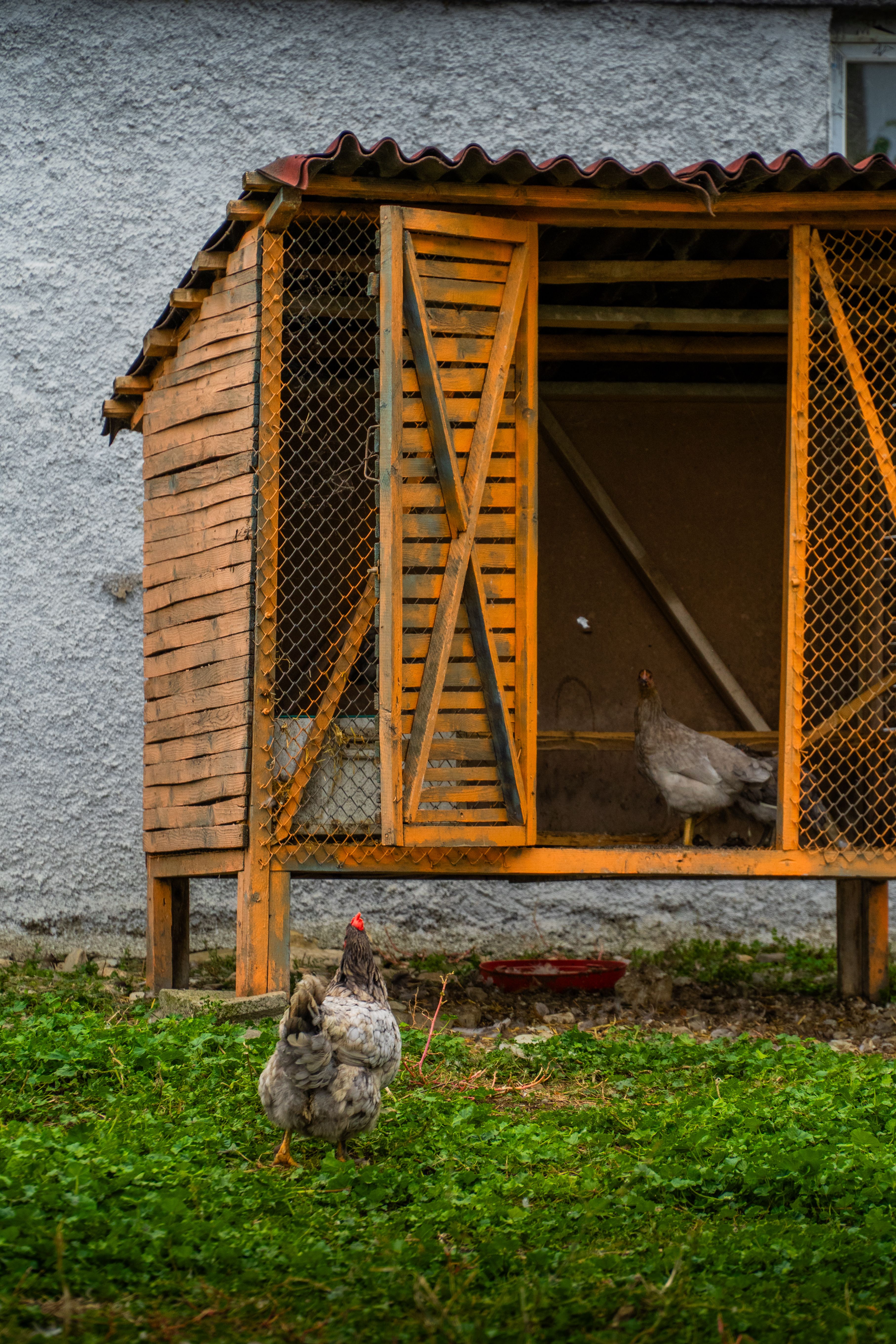secure chicken coop anti-dig skirt UK
