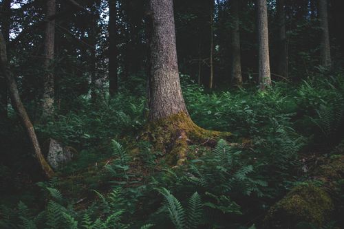 Free A tranquil forest scene featuring a moss-covered tree surrounded by ferns, showcasing natural beauty. Stock Photo