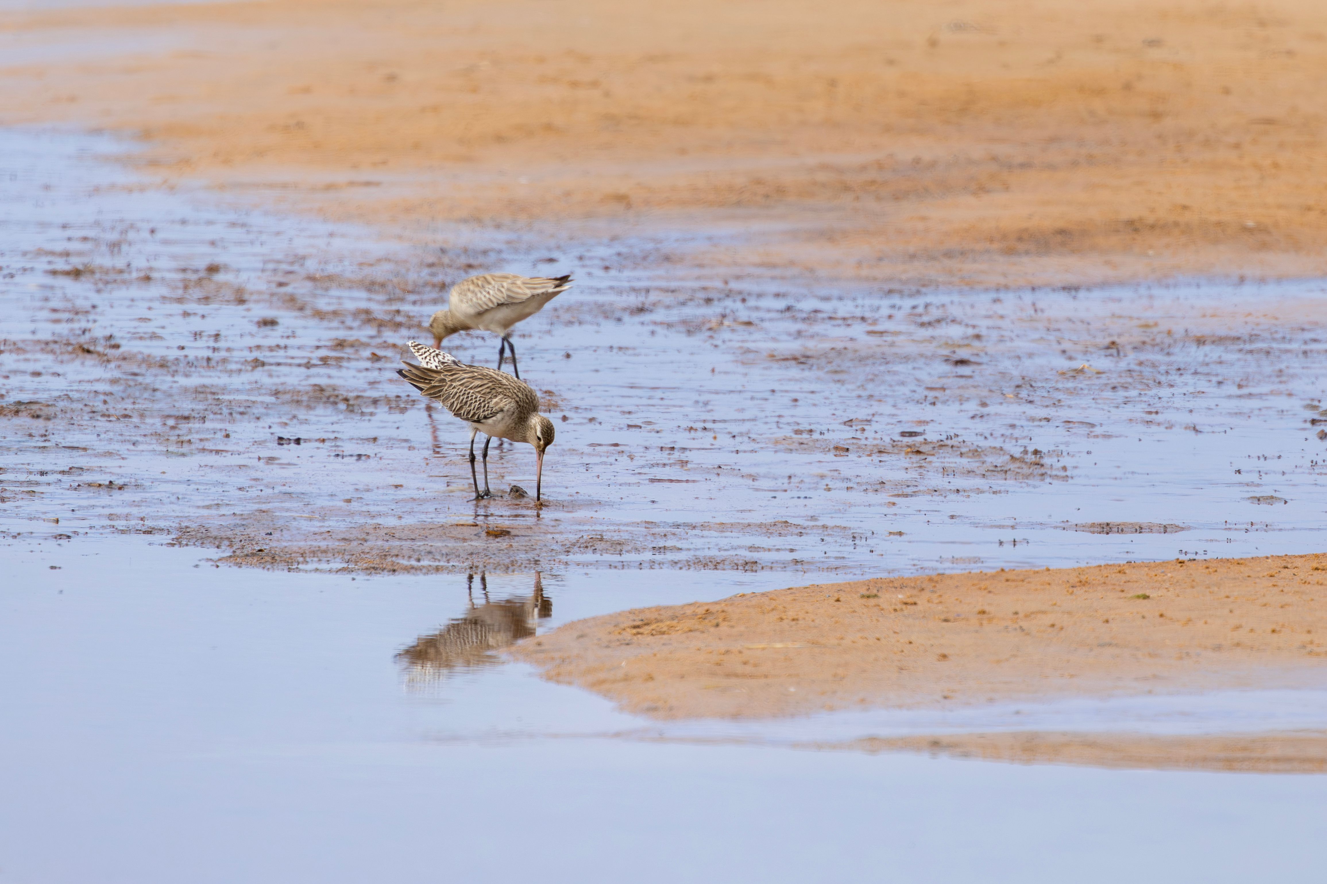 Bar-tailed godwits searching for food along the wet sandy shore in New South Wales.