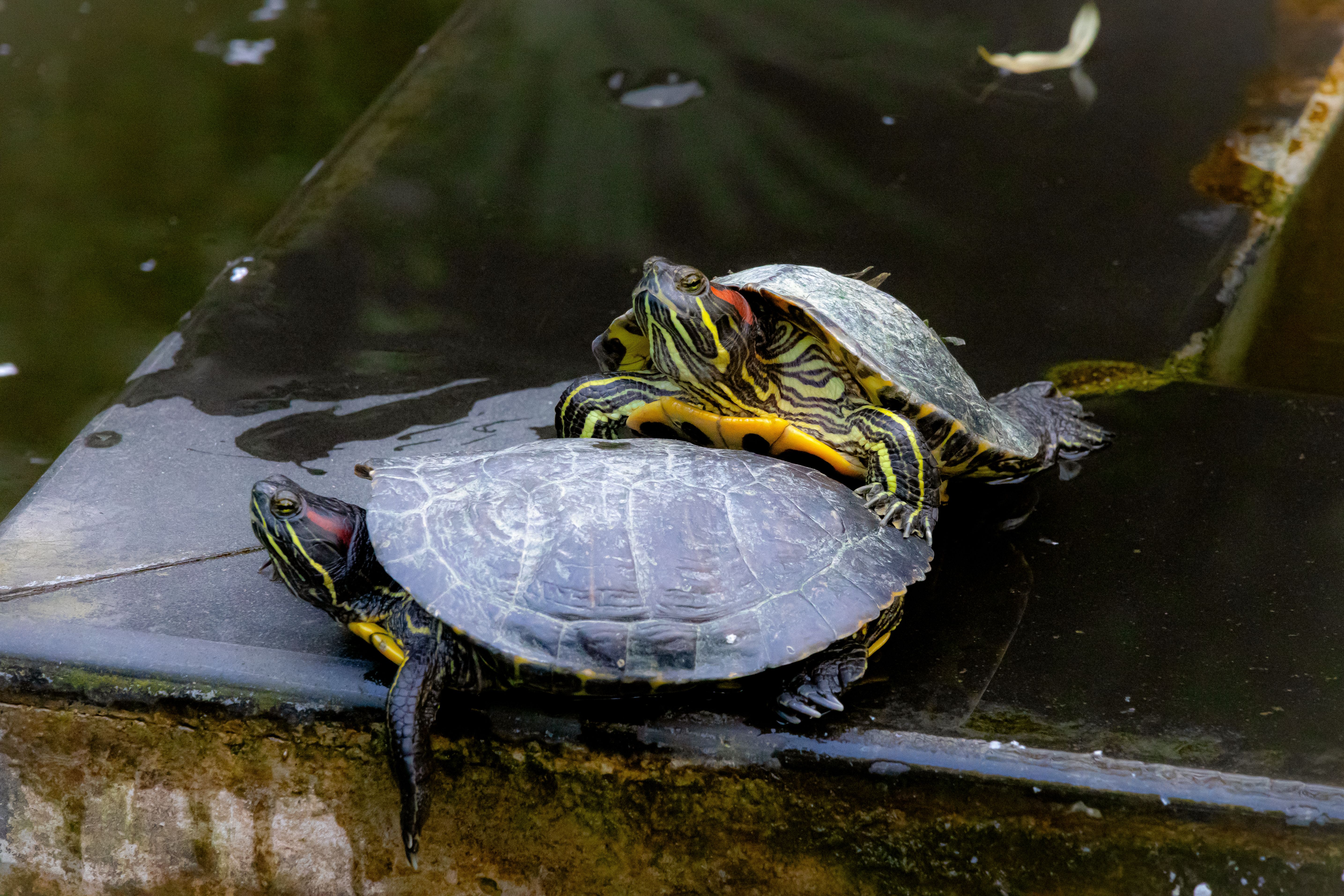 Aquatic turtle image for the red-eared slider pair option