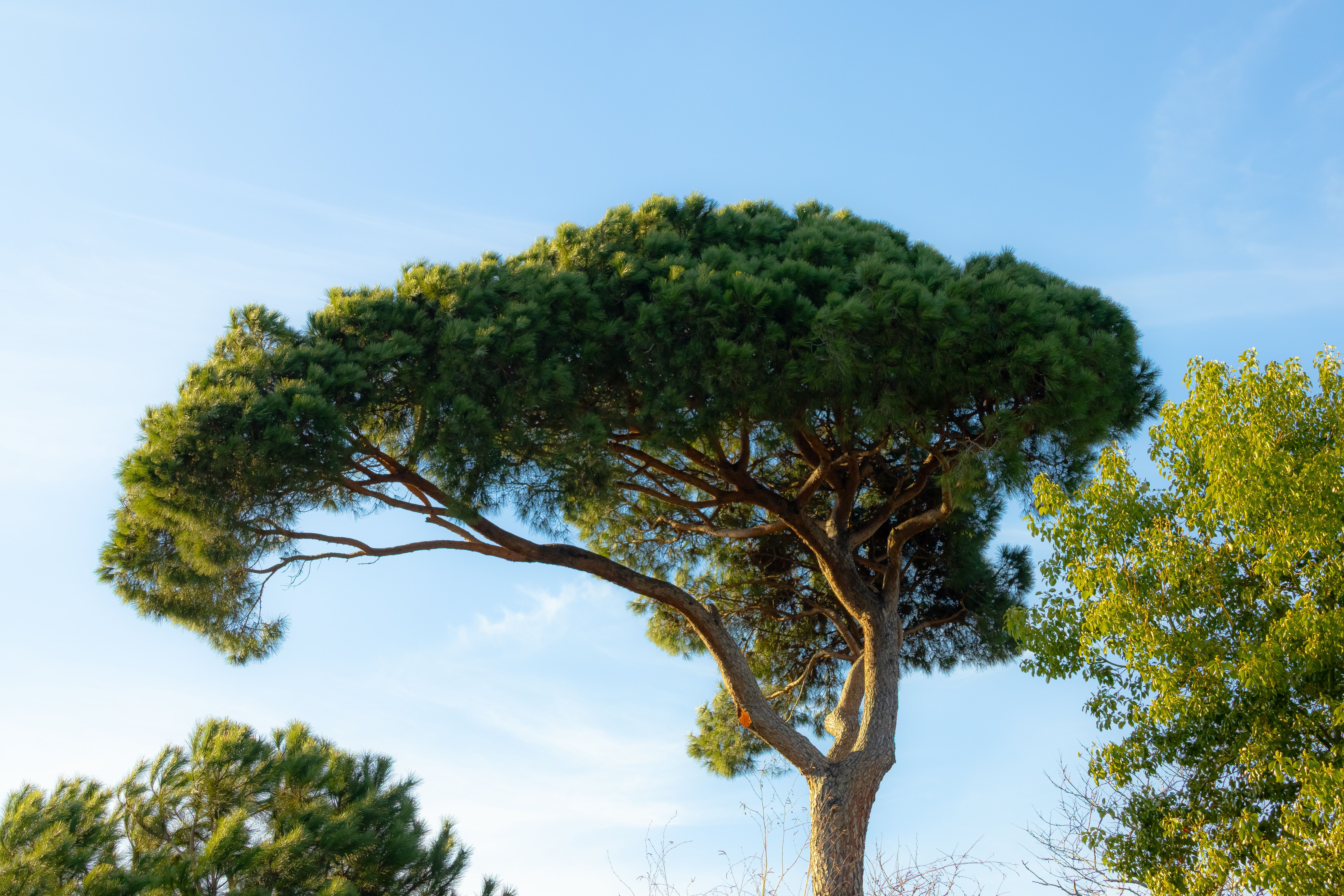 Vibrant pine tree with full canopy against a clear blue sky — should you remove lower branches from pine trees in Surrey BC