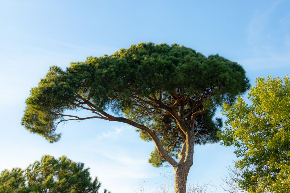Vibrant pine tree with full canopy against a clear blue sky — should you remove lower branches from pine trees in Surrey BC
