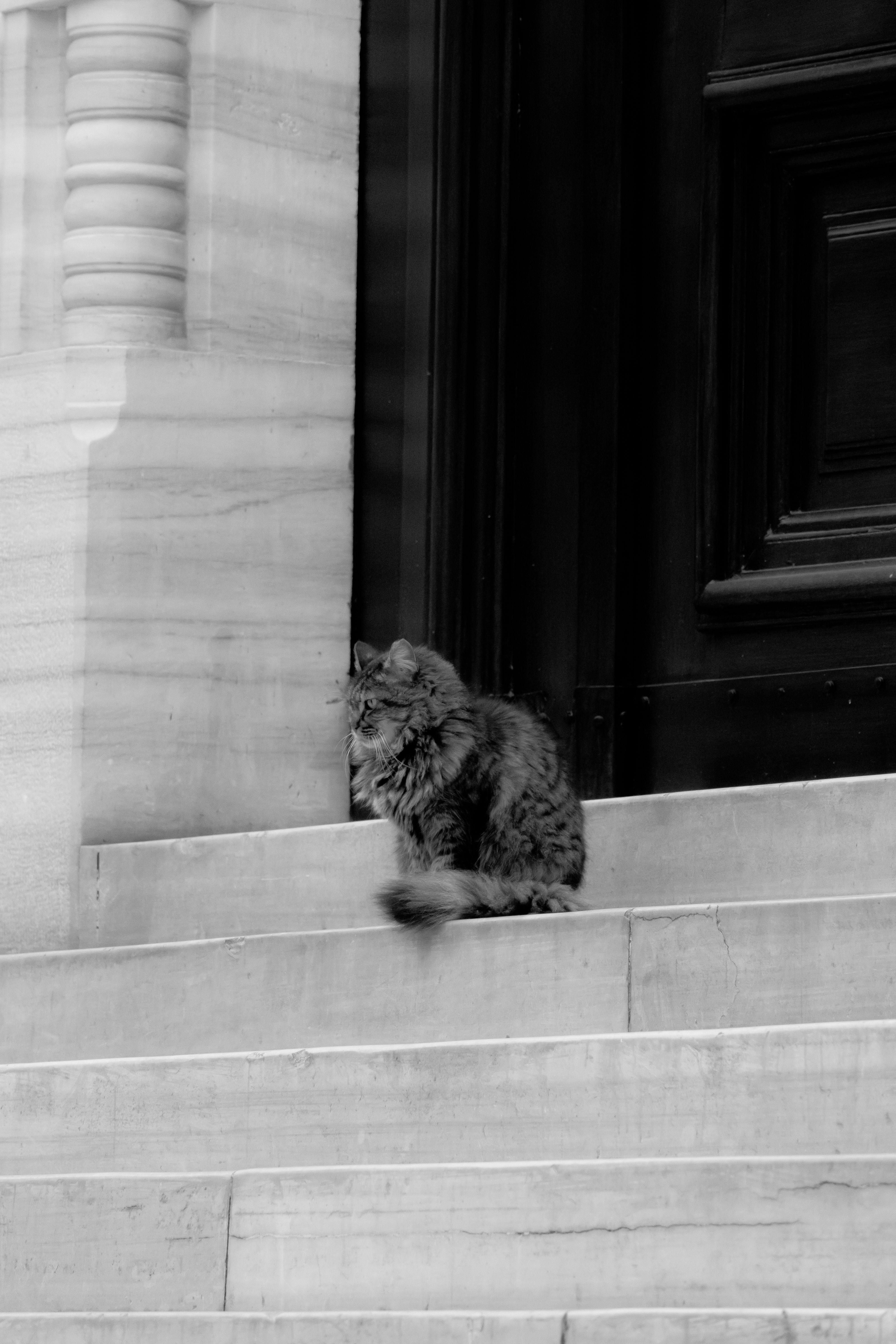 Black and White Cat on Historic Stone Steps · Free Stock Photo