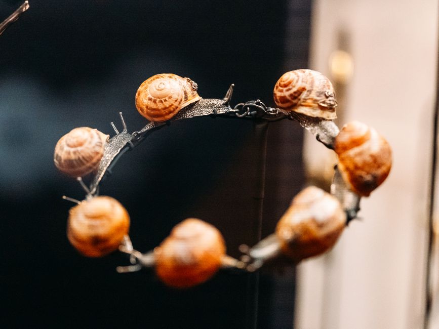 Close-up of multiple brown snails forming a circle on a wire, showcasing nature's intricate patterns.