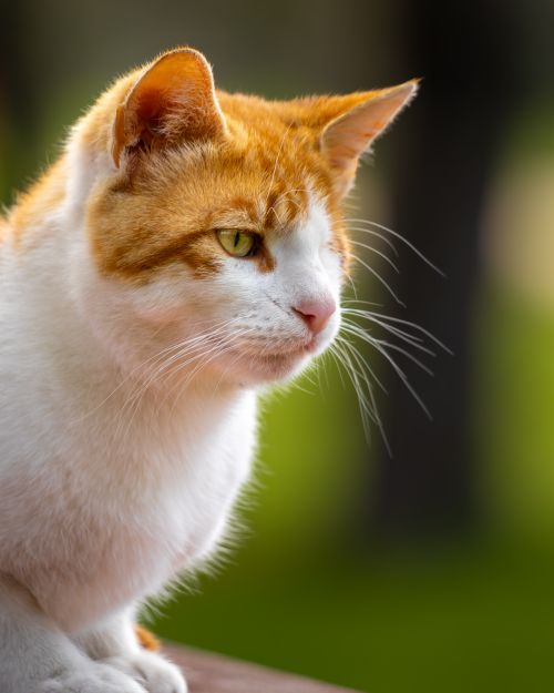 Free A serene ginger and white cat gazing intently outside, capturing a moment of tranquility. Stock Photo
