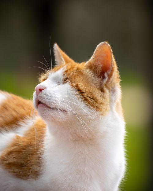 Free A serene ginger and white cat basks outdoors, enjoying a moment of tranquility under the sun. Stock Photo