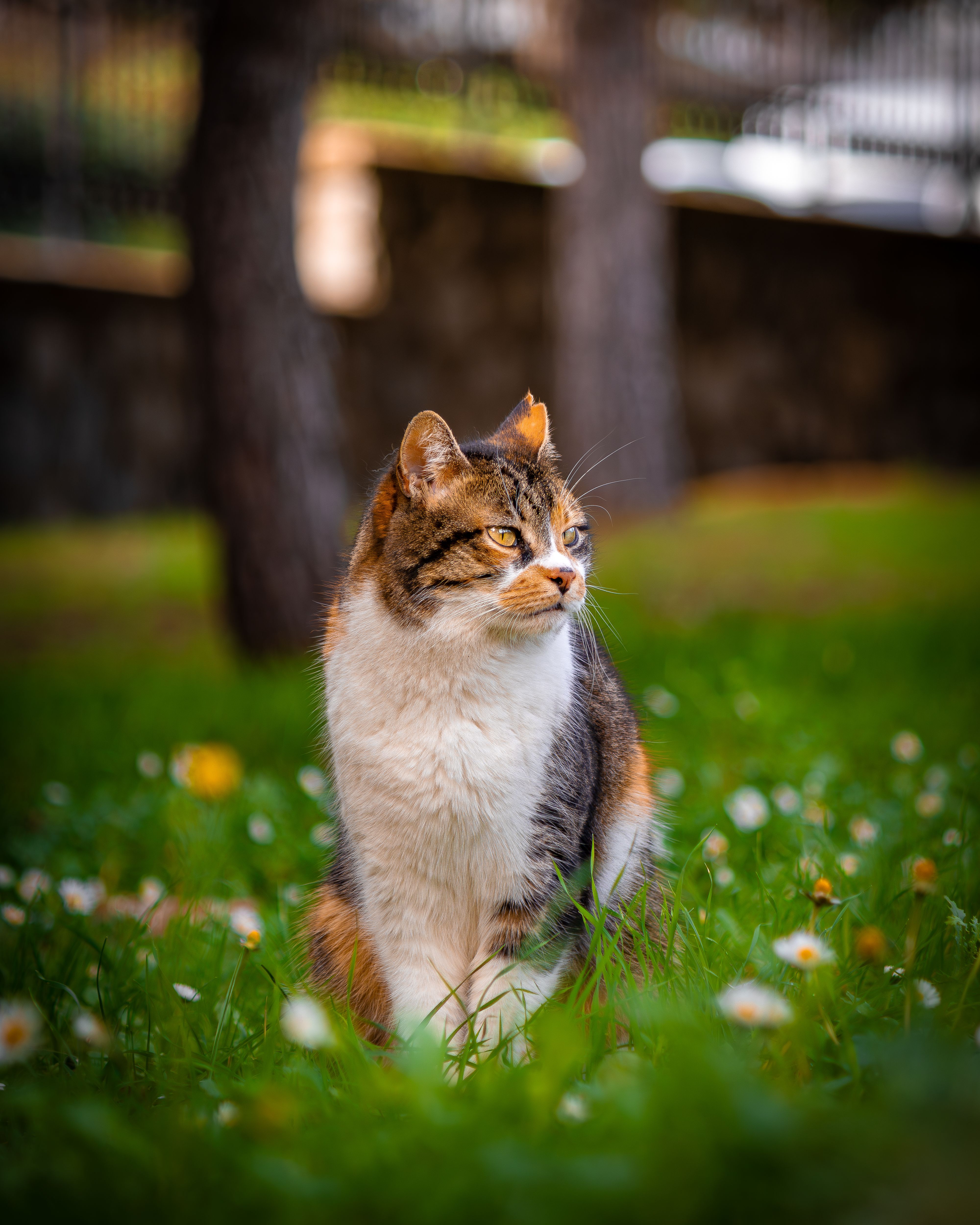 Charming Tabby Cat Sitting in Spring Meadow · Free Stock Photo