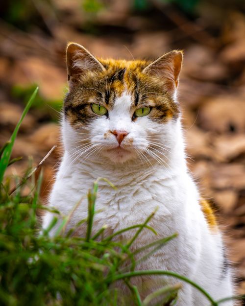 Free Close-up of a calico cat with striking green eyes against a backdrop of autumn leaves. Stock Photo