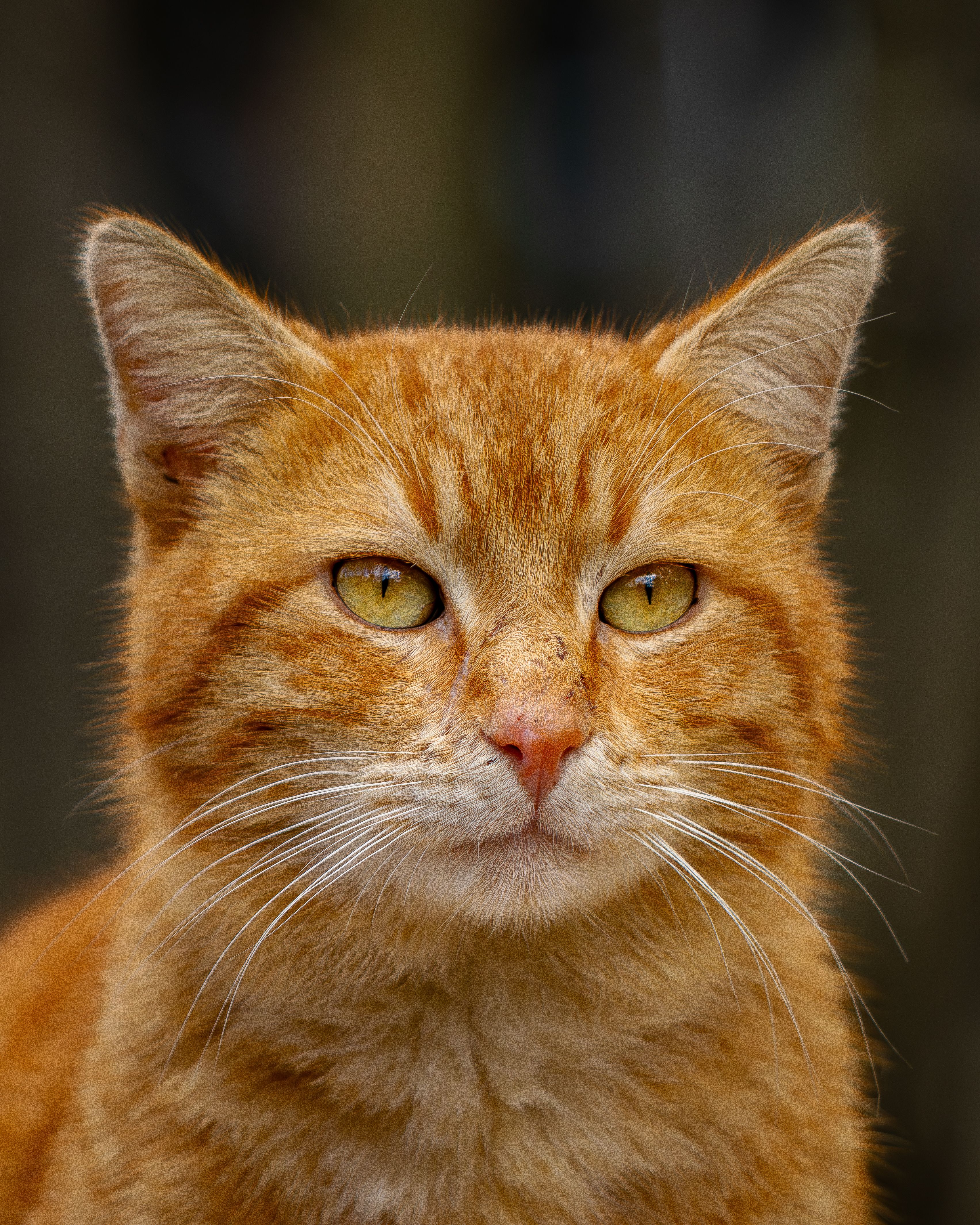 Close-Up of an Orange Tabby Cat Face · Free Stock Photo