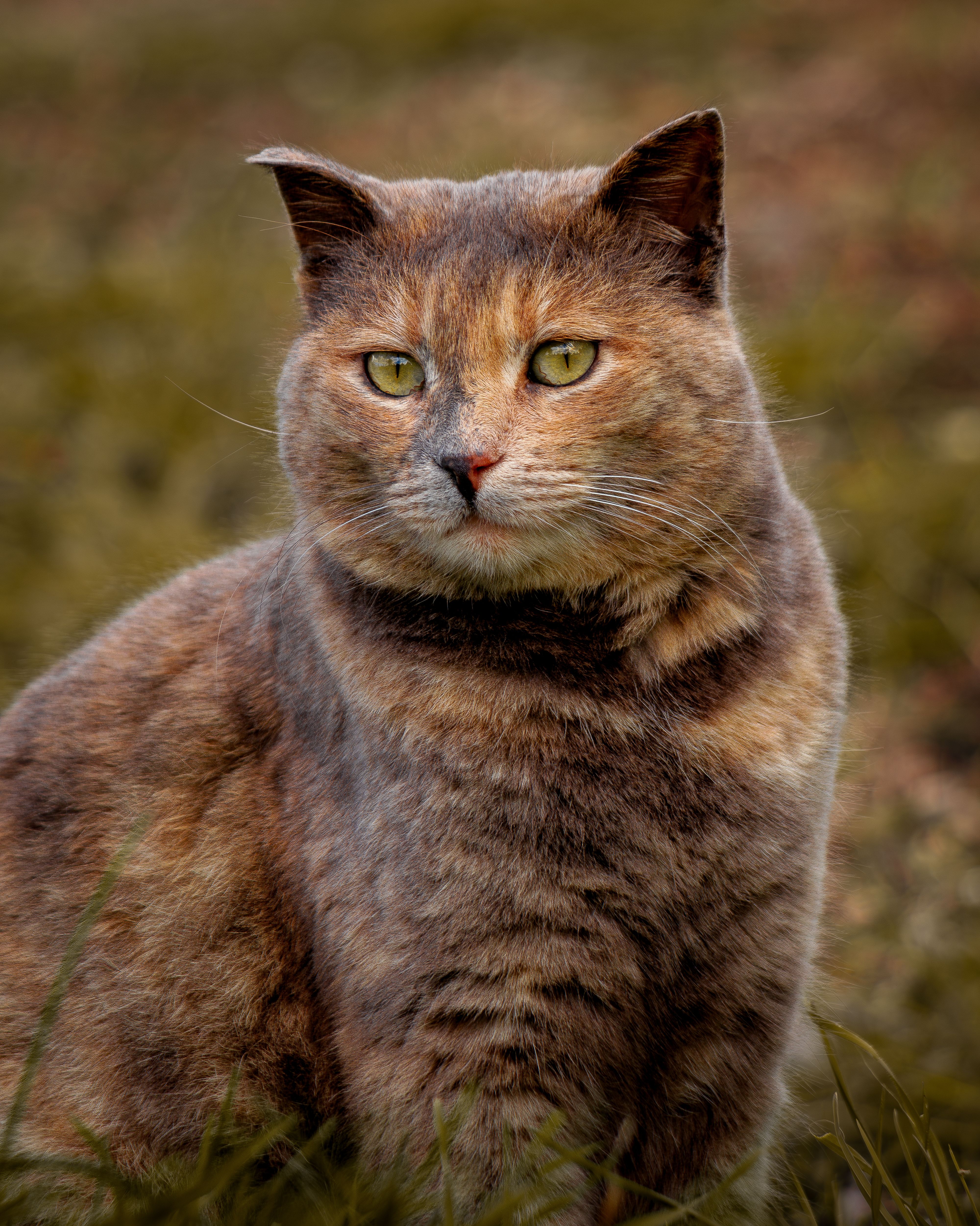 Portrait of a Domestic Cat in Natural Setting · Free Stock Photo