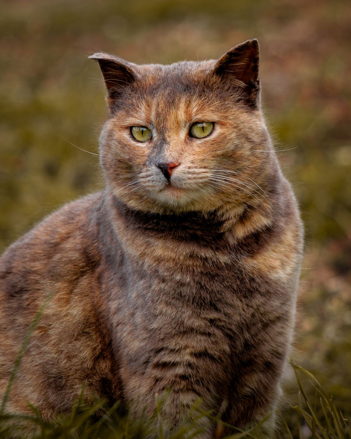 An Cat Portrait of a Domestic Cat in Natural Setting · Free Stock Photo