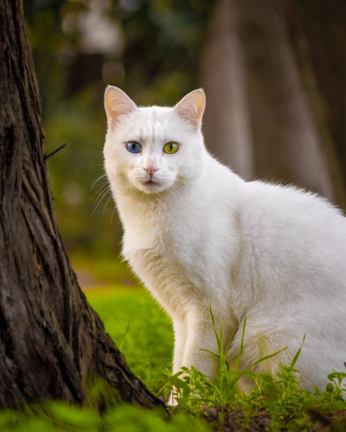 Free White cat with heterochromia sits by a tree in a lush forest setting. Stock Photo