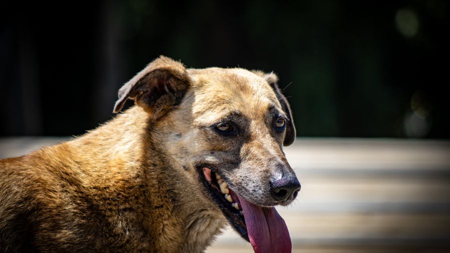 Three Low-Shed Dog Breeds That Don't Get Enough Attention