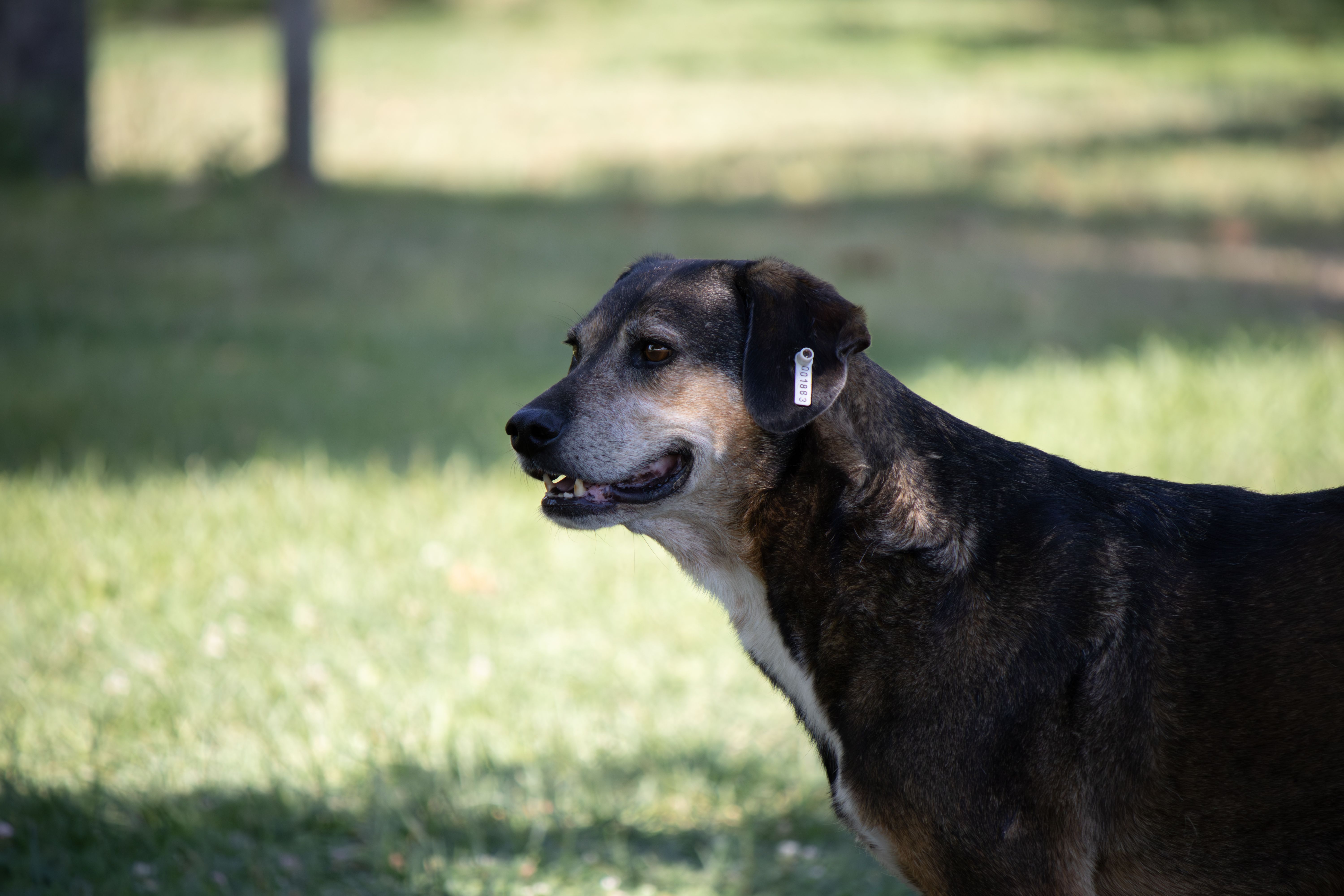 Dog ID Tags and Microchips: Which One Actually Brings Them Home