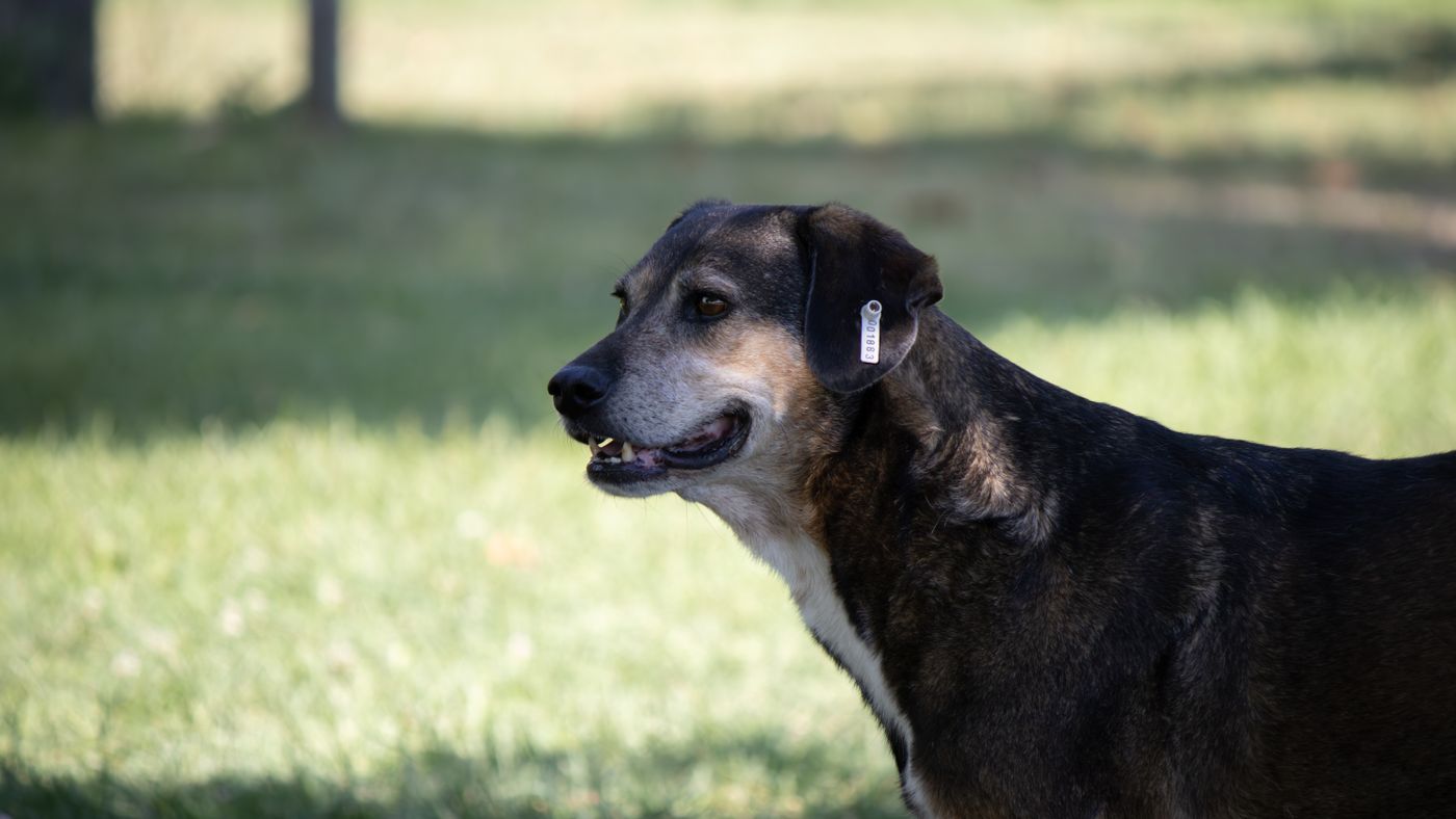 Dog ID Tags and Microchips: Which One Actually Brings Them Home