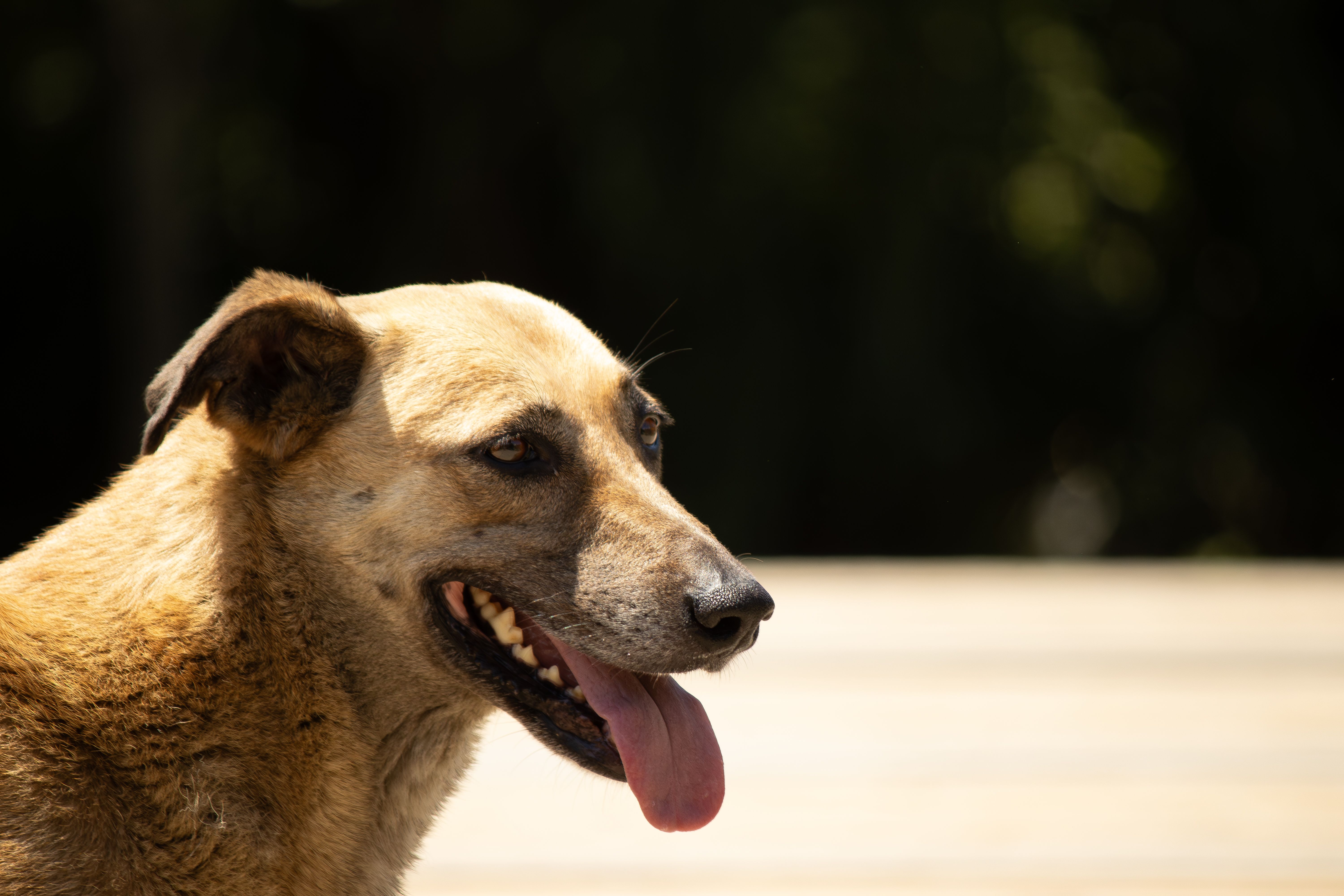 Portrait of a dog at a veterinary clinic