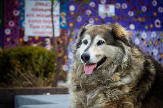 A fluffy dog with soft fur relaxing outdoors against a vibrant mural background.