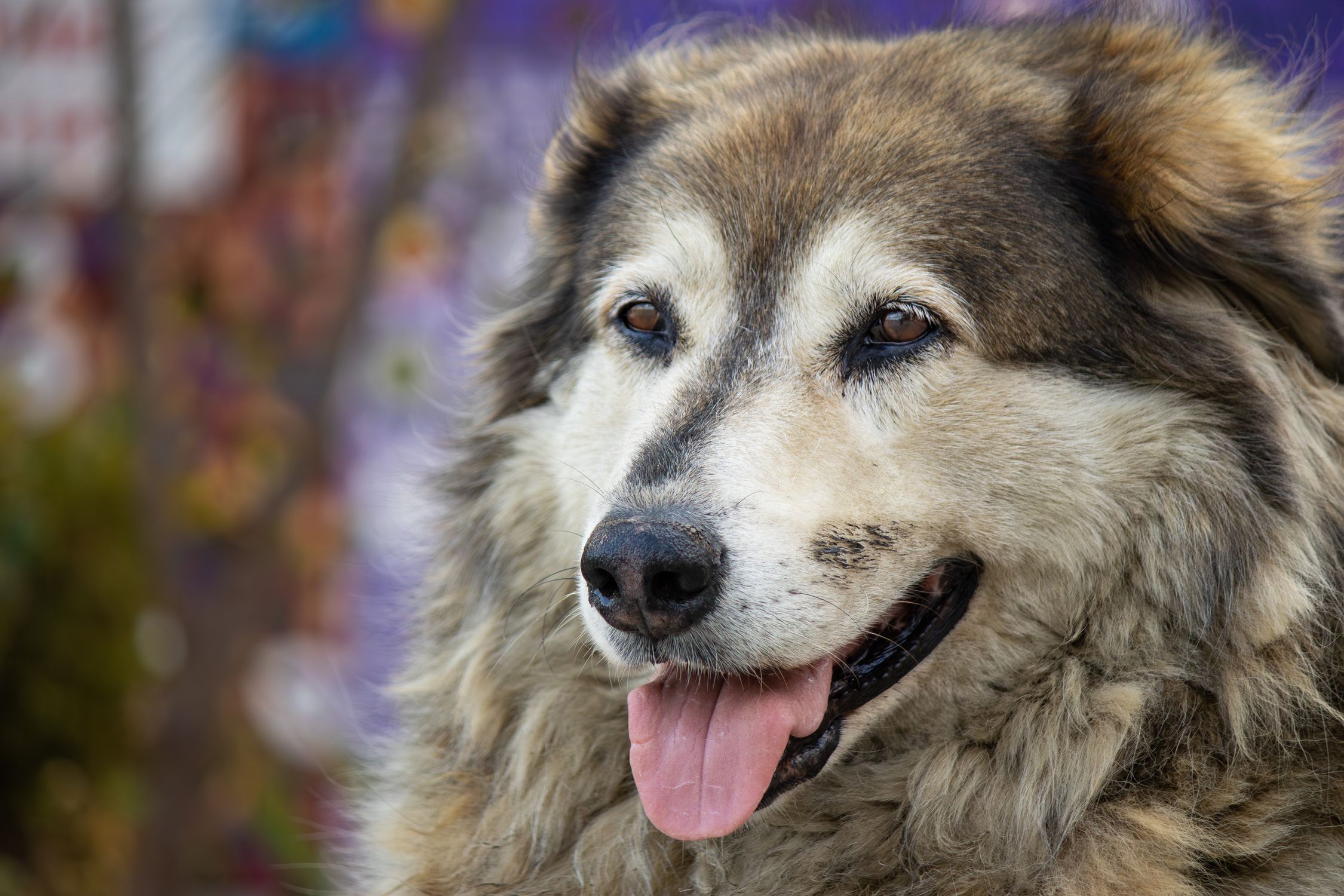 Close-up portrait of a fluffy dog with a happy expression, tongue out, outdoors.