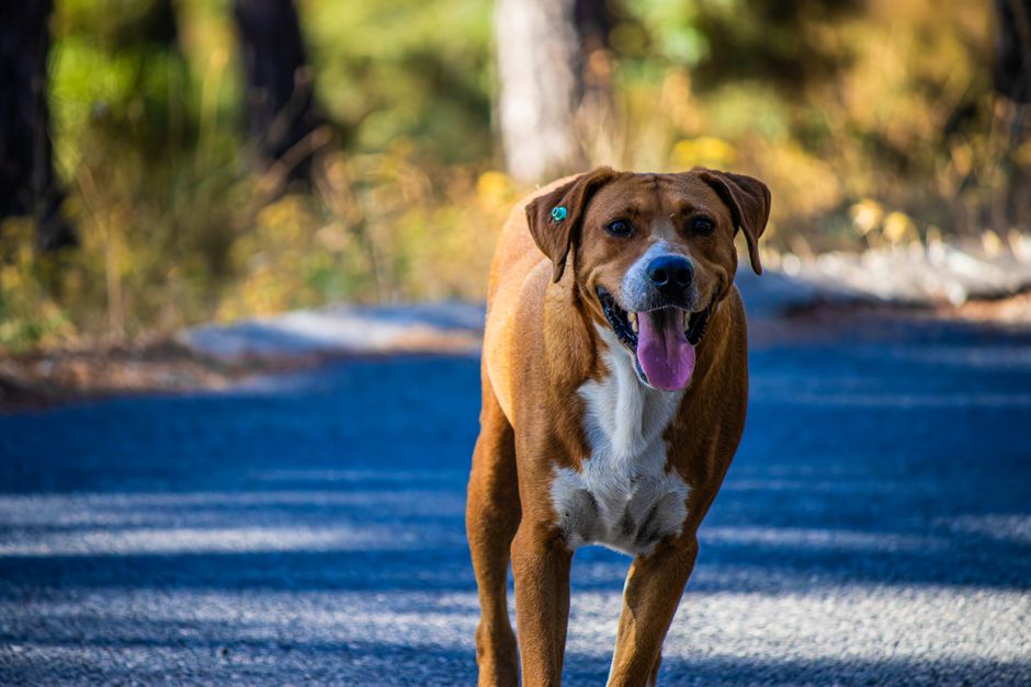 happy dog on a sniff walk after a successful car ride happy dog on a sniff walk after a successful car ride