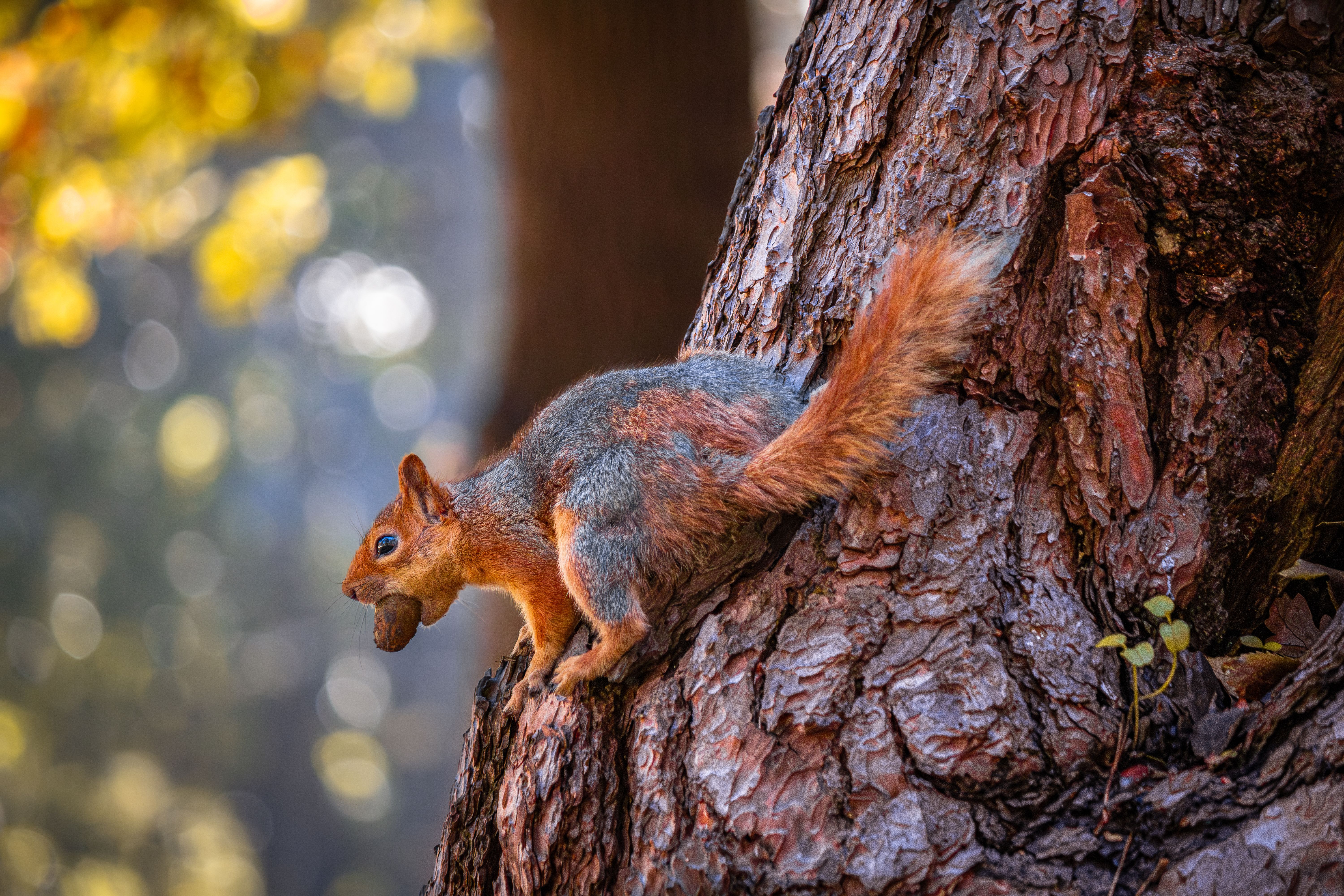 What colors can squirrels not see? - The Institute for Environmental ...