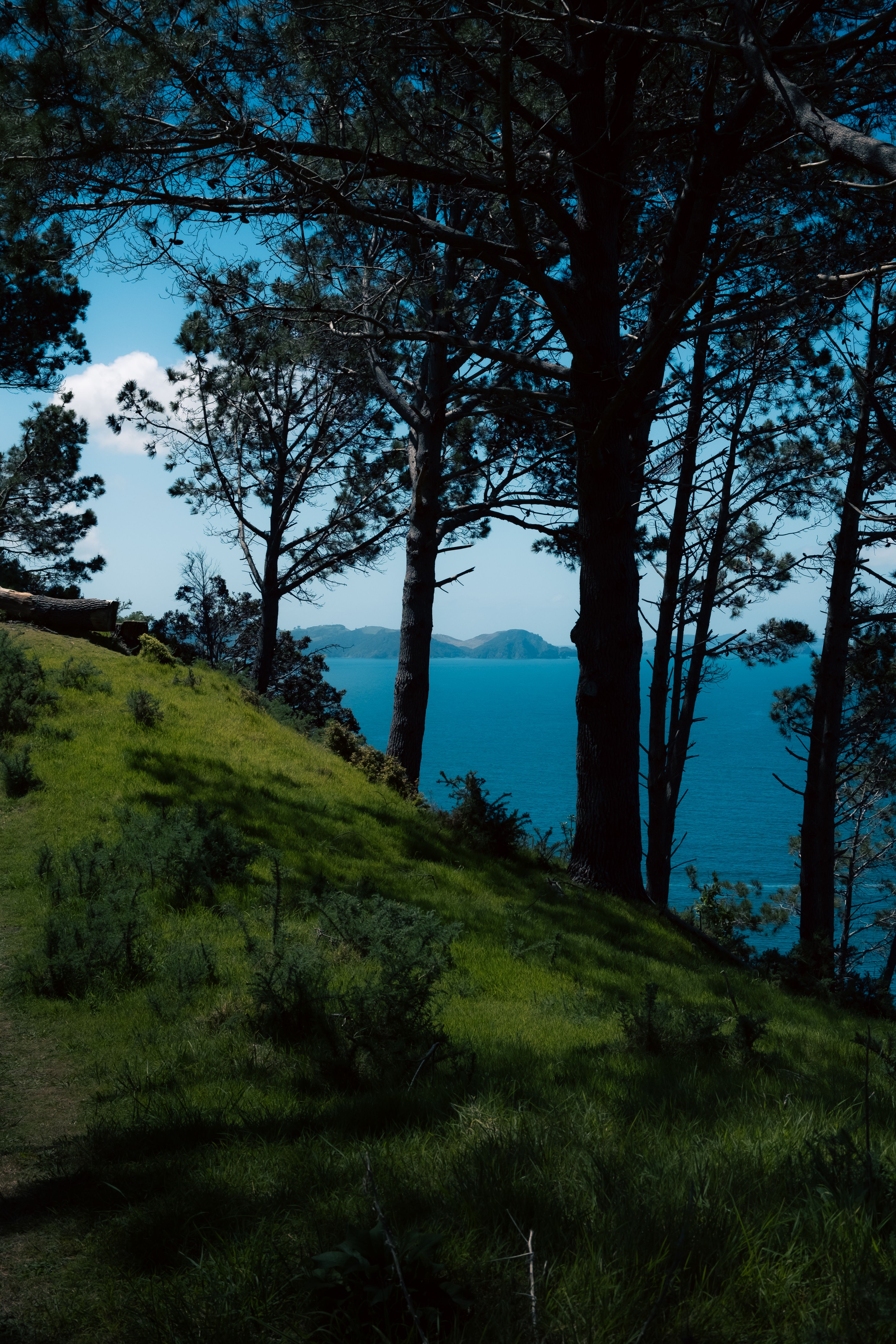 Stunning view of the Waikato coastline with lush green forest and blue sea under a clear sky.