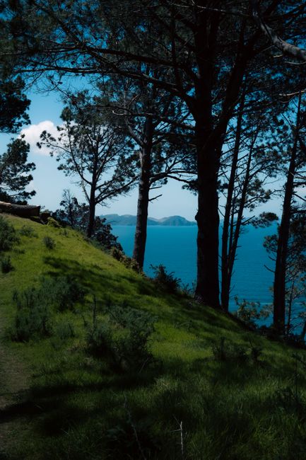 Photo by Tom Macret on Pexels Stunning view of the Waikato coastline with lush green forest and blue sea under a clear sky.