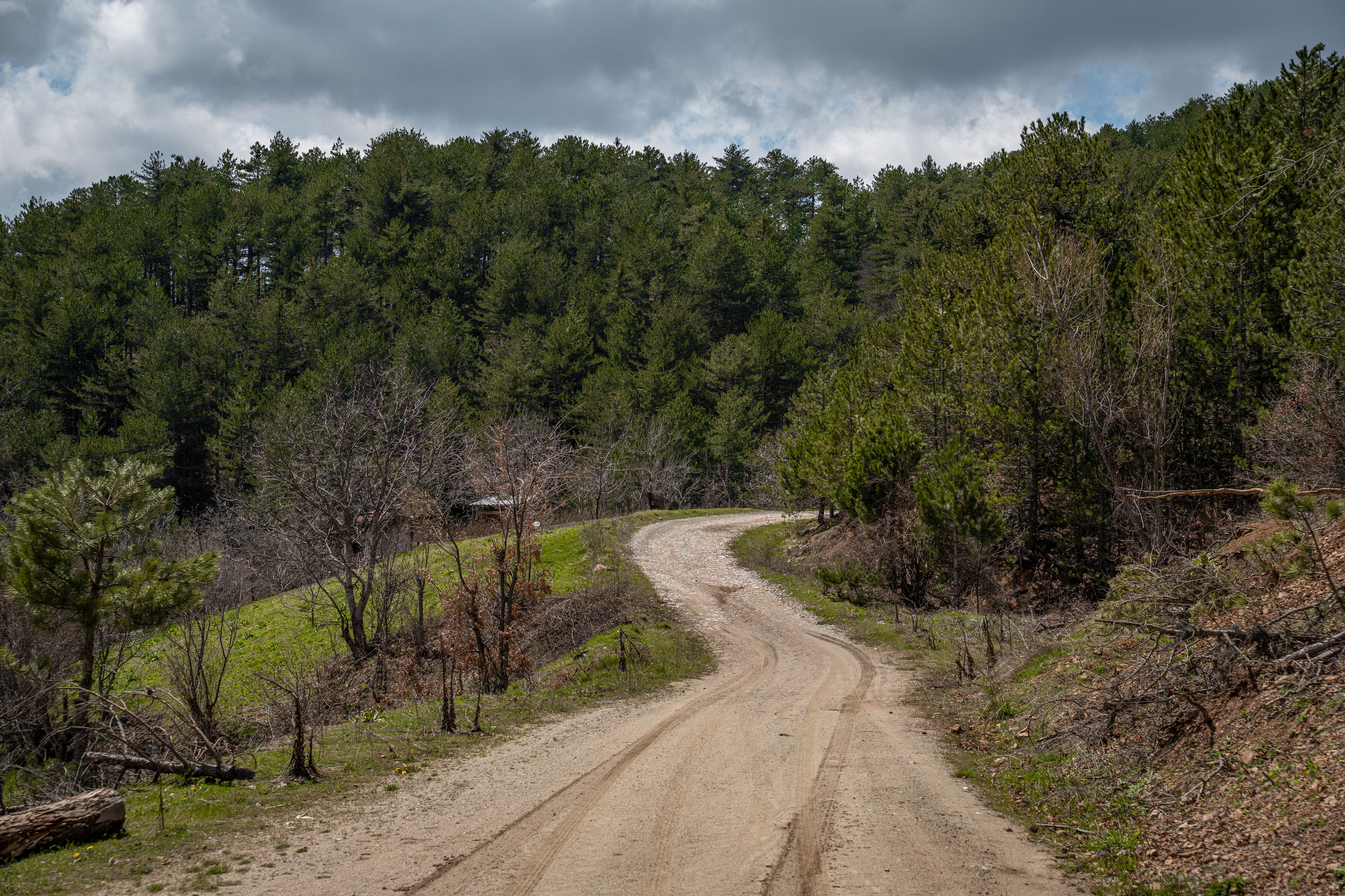 Winding Dirt Path Through Lush Pine Forest · Free Stock Photo