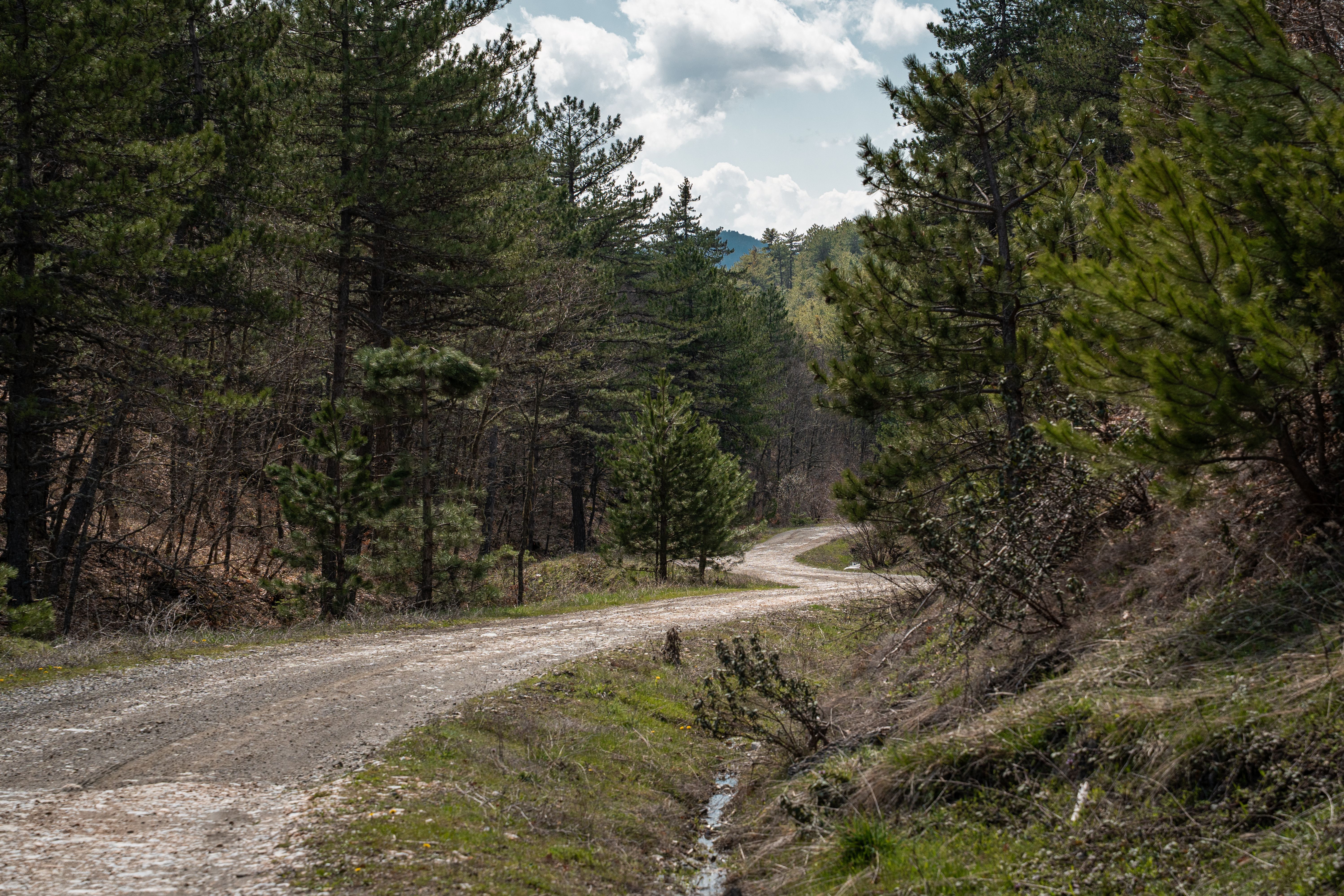 A dirt mountain road curving through pine forest above cloud-filled valleys in the Lenca highlands