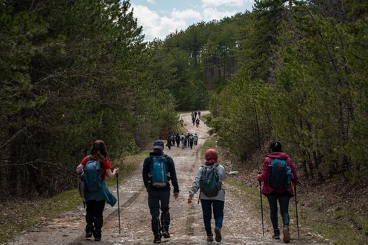 A large group of hikers exploring a forest trail. Perfect for adventure and outdoor recreation themes.
