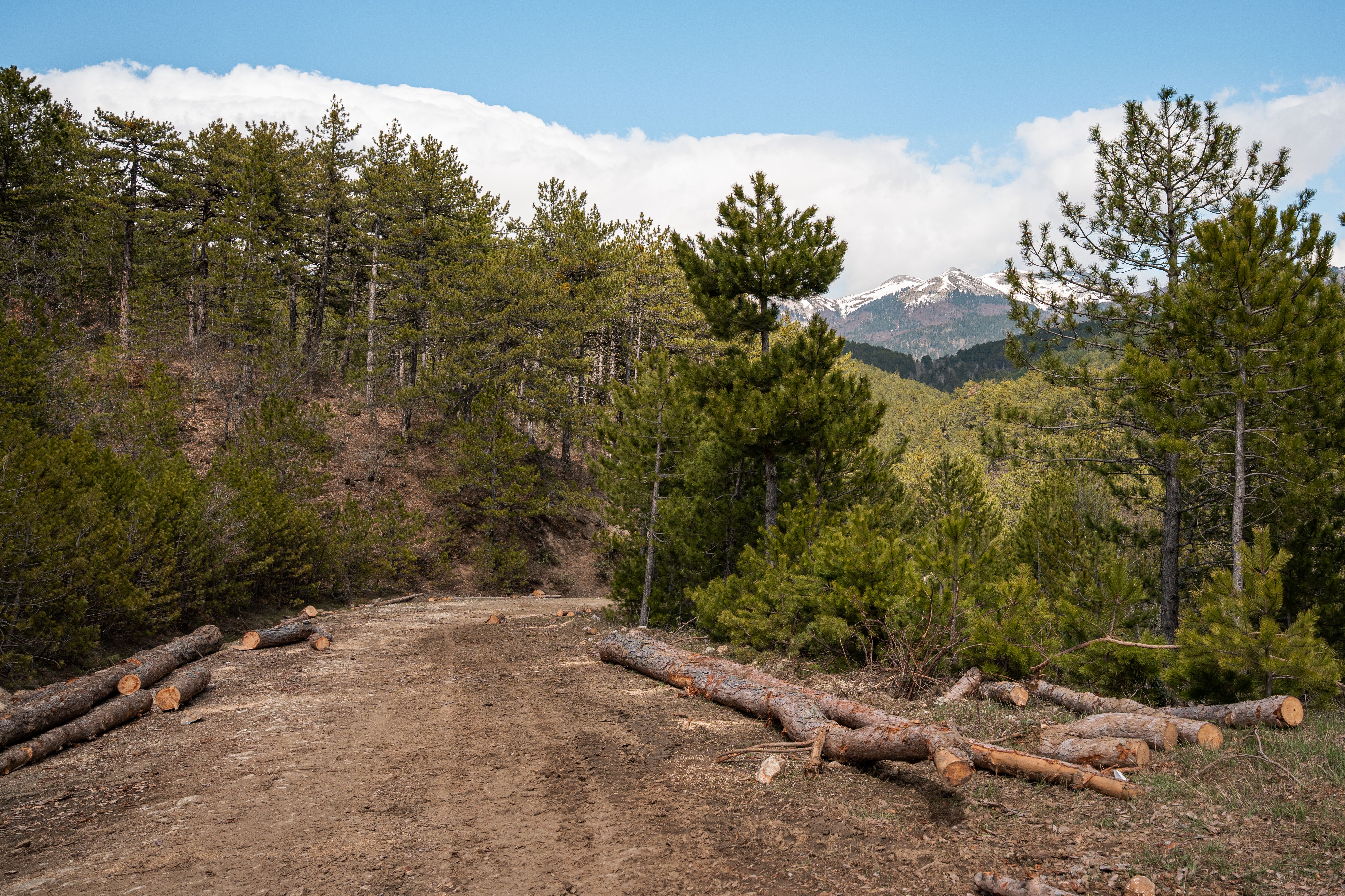 Hiking in Dajti National Park: Trails Right Outside Tirana