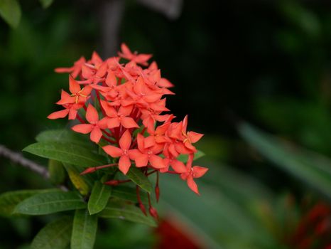 Close-up of vibrant red Ixora flowers in a tropical garden, showcasing natural beauty.
