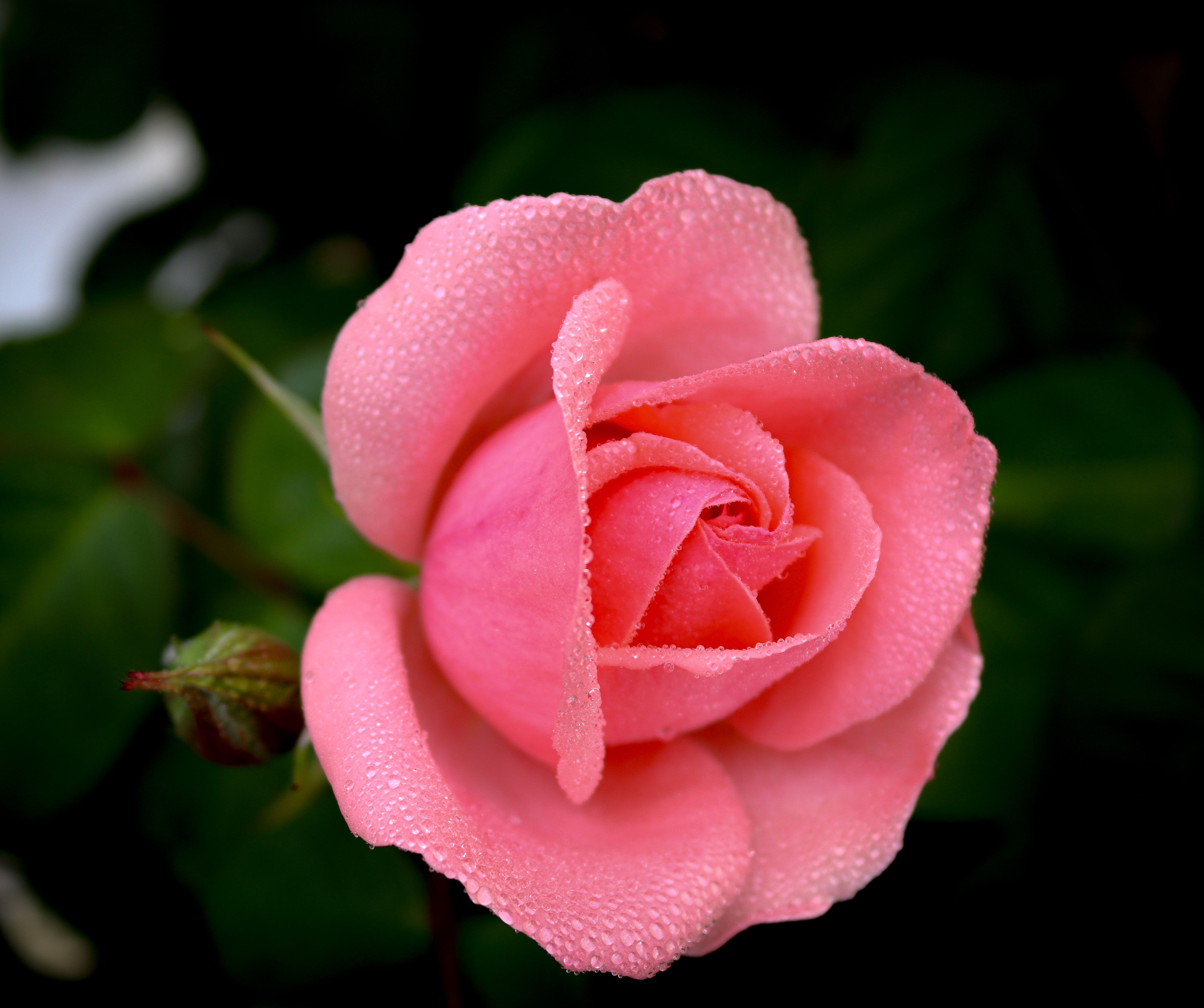 Close-Up of Dew-Kissed Pink Rose in Bloom · Free Stock Photo