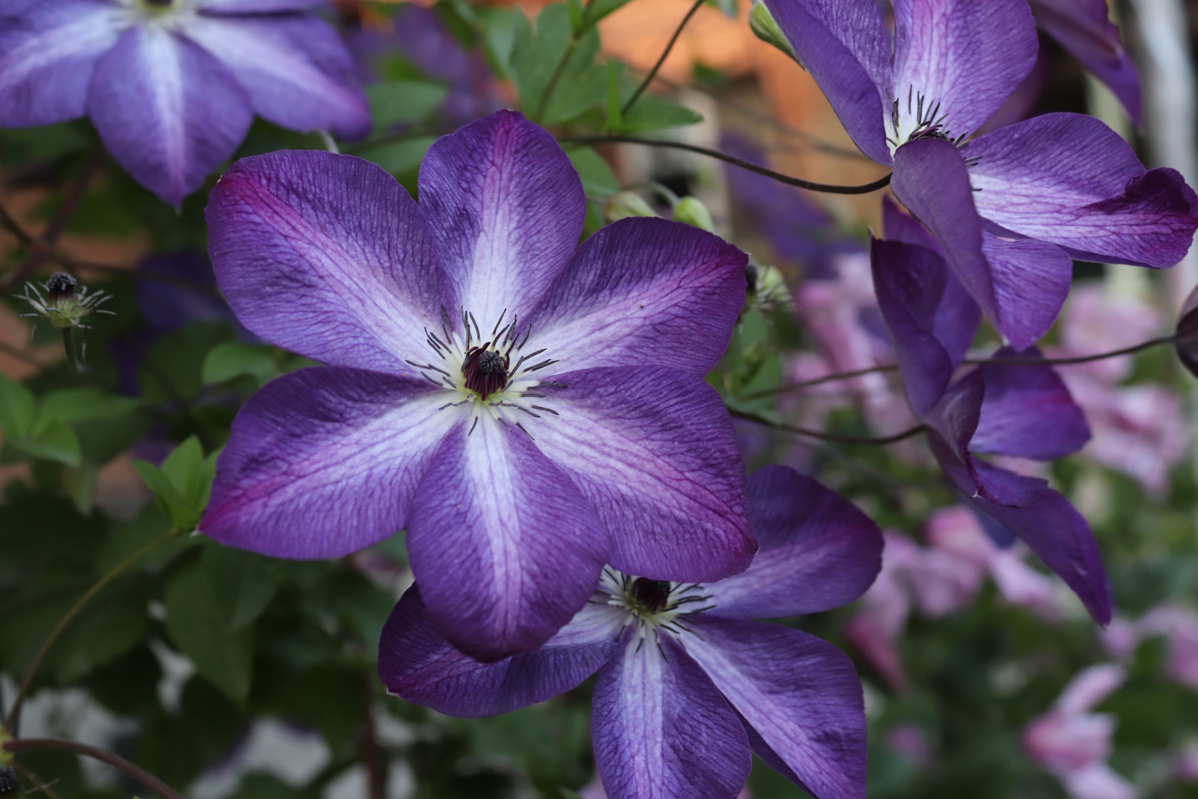 [ColoSach]-beautiful-purple-clematis-flowers-fully-bloomed-outdoors-with-lush-greenery.