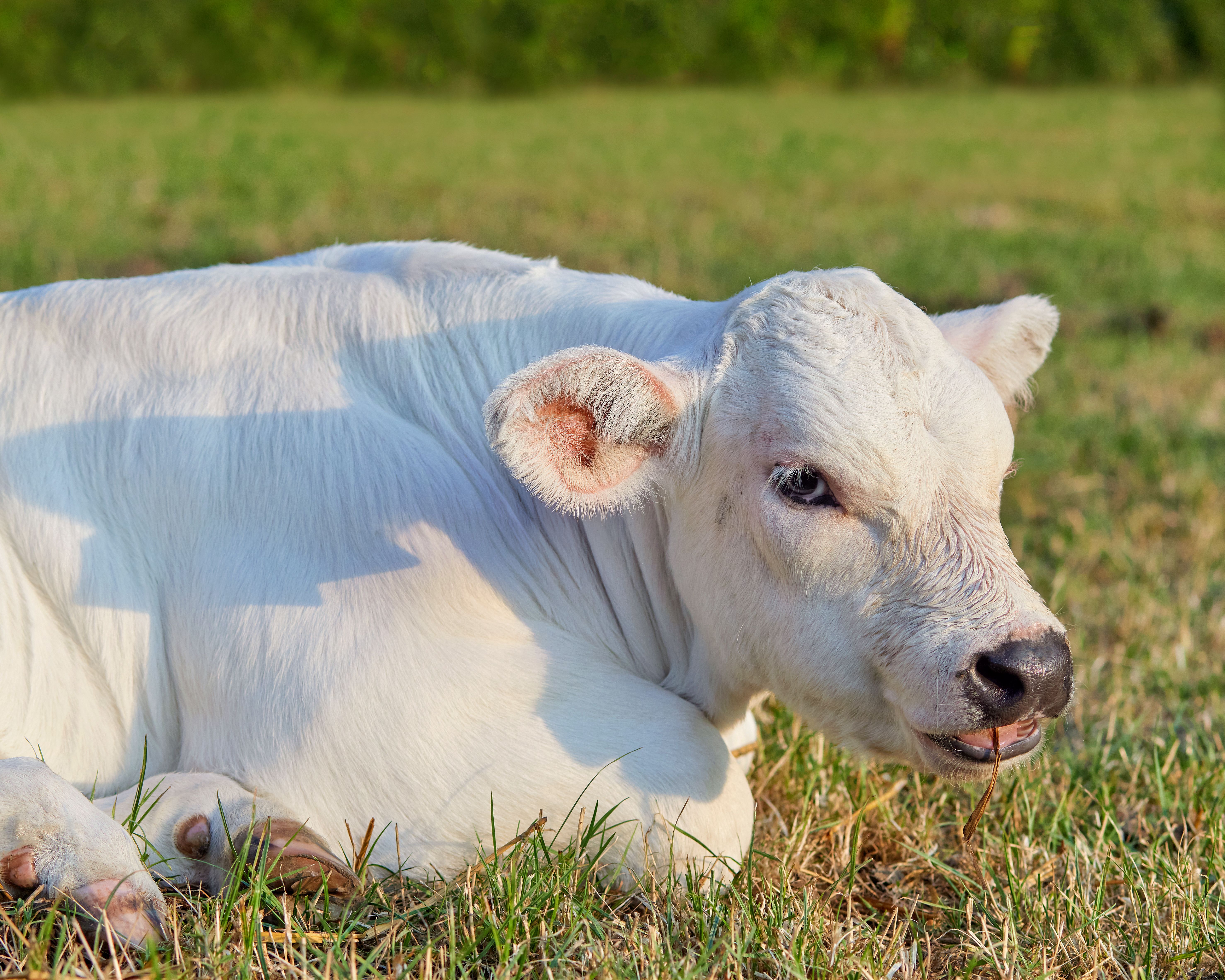 Brucellosis akibat Brucella abortus (A23.1): Penyebab, Gejala, Diagnosis, dan Penanganan