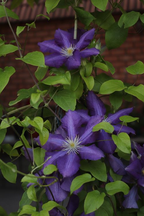 Free Close-up of bright purple clematis flowers with lush green leaves on a vine. Stock Photo