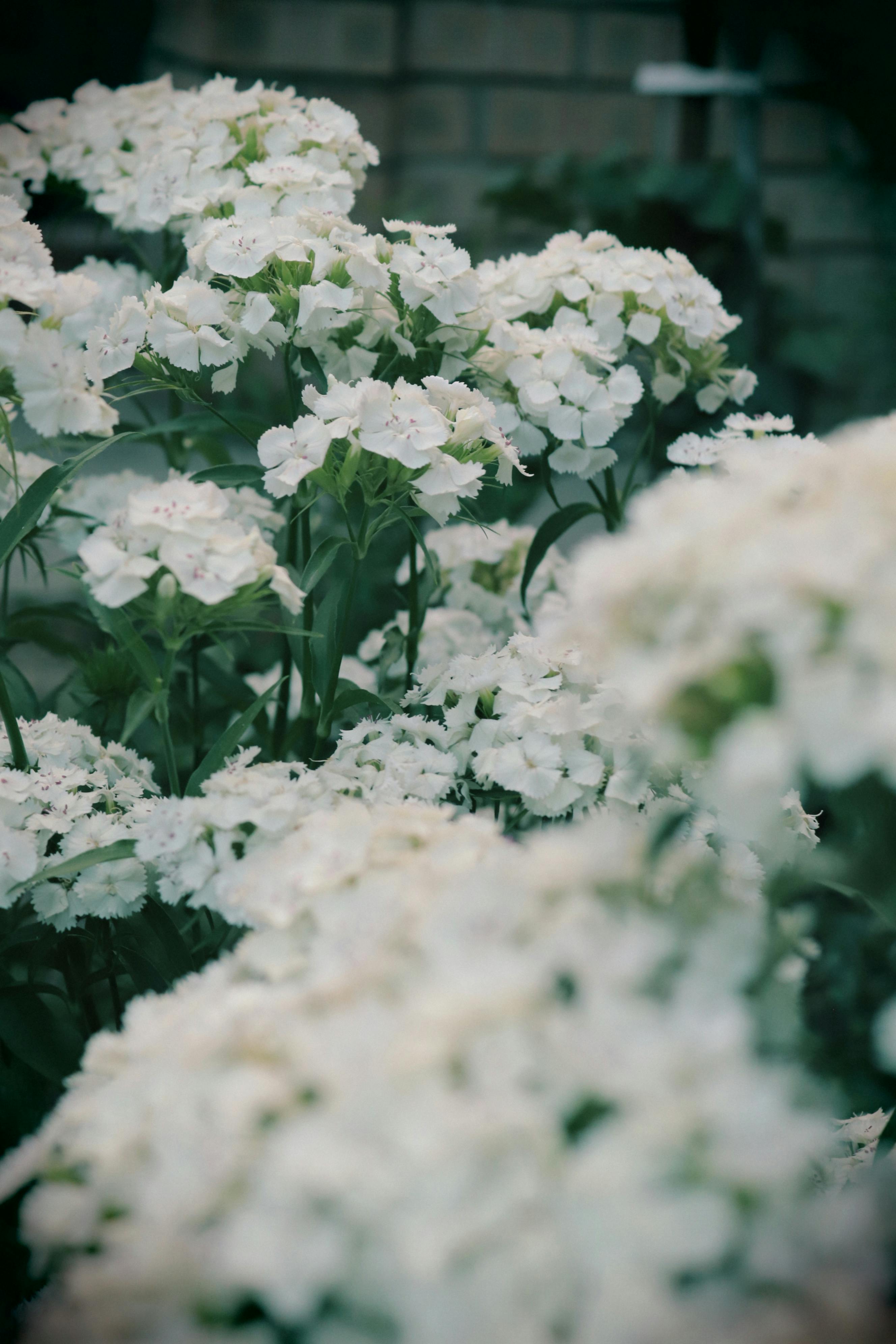 [ColoSach]-beautiful-white-phlox-flowers-in-full-bloom,-evoking-a-serene-summer-garden-feel.