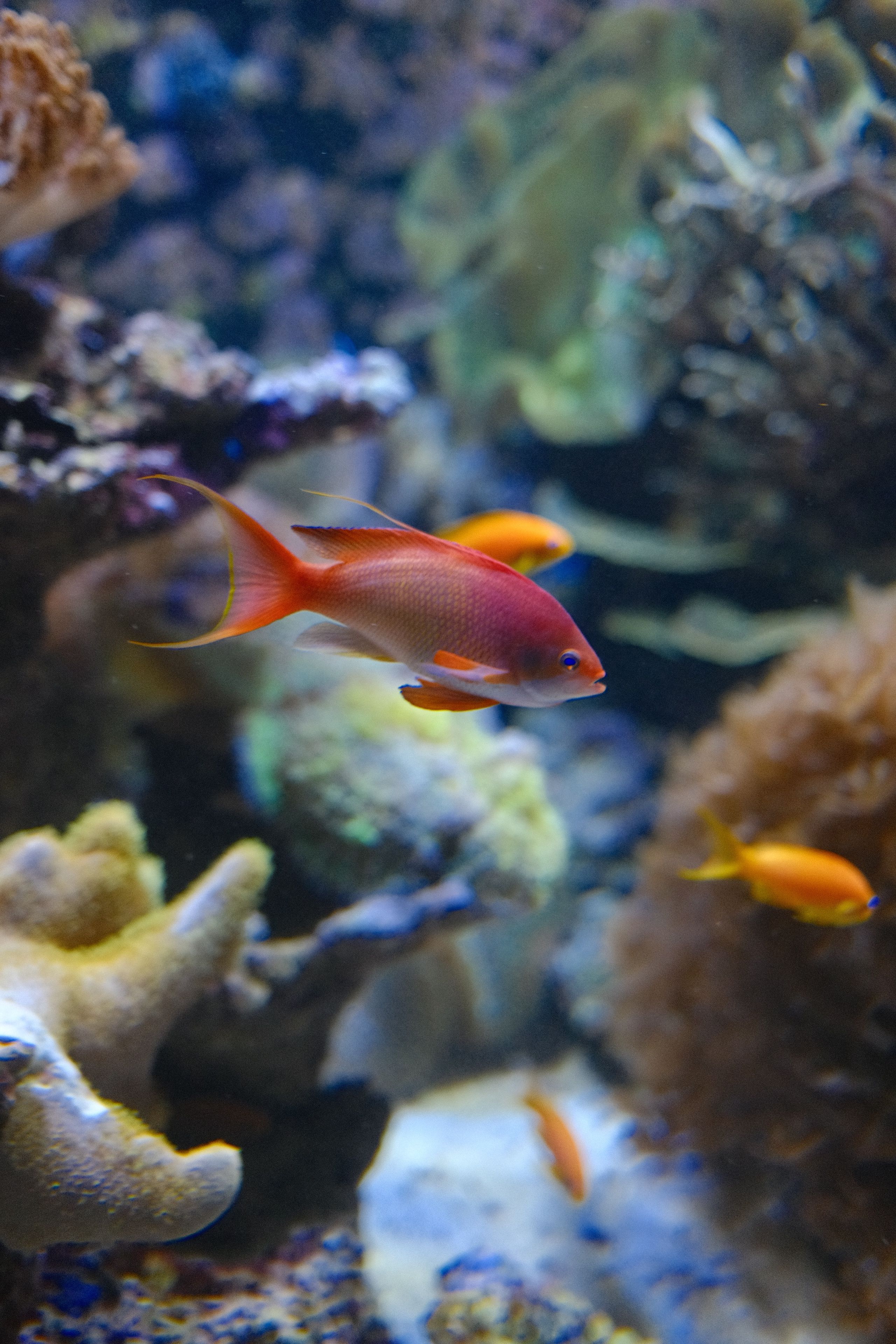 Colorful coral reef teeming with vibrant anthias fish swimming in the ocean.