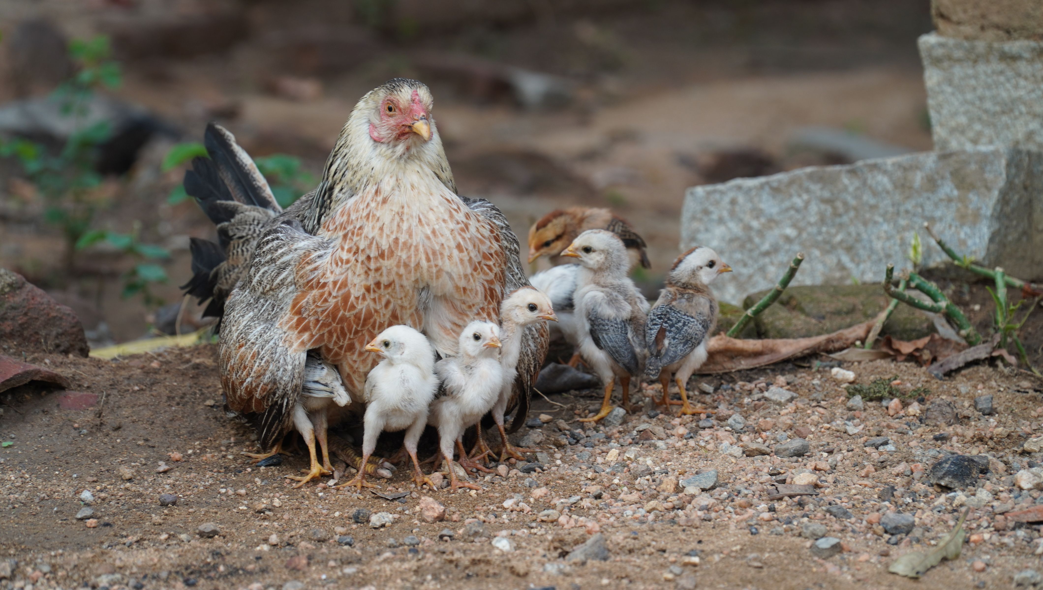 Hen with her chicks outdoors