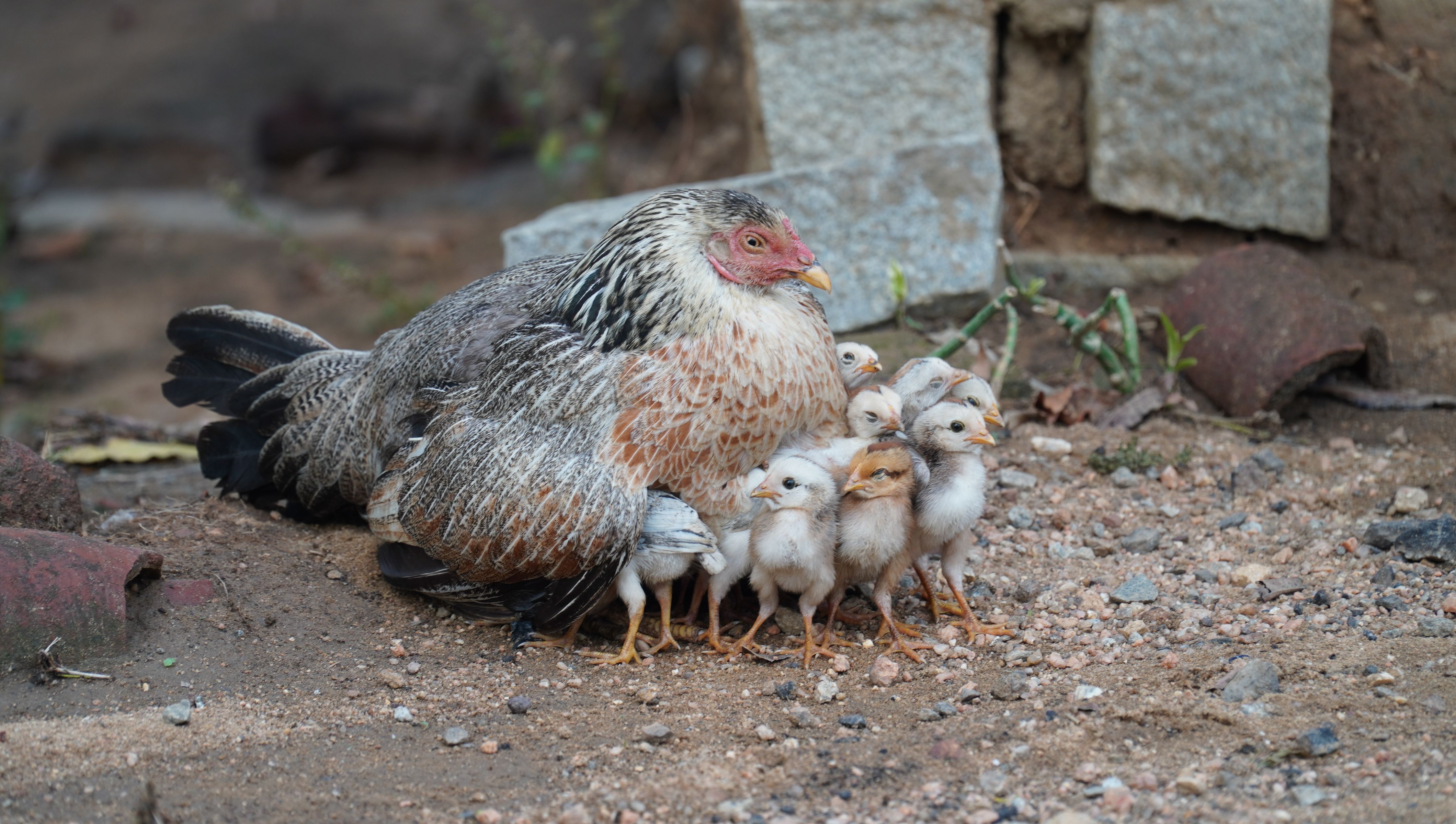 Poultry Feed
