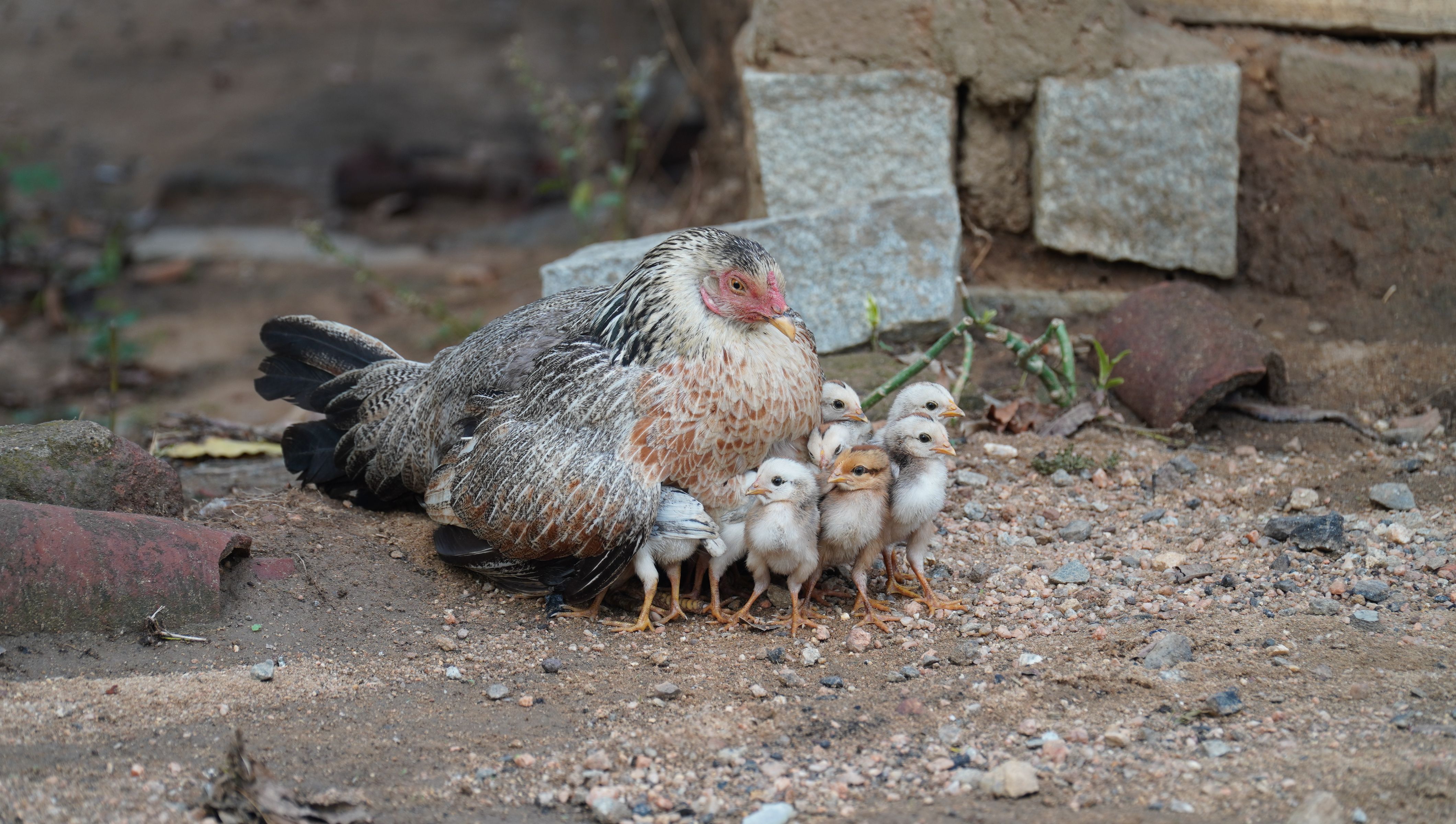 Kadaknath Chicken