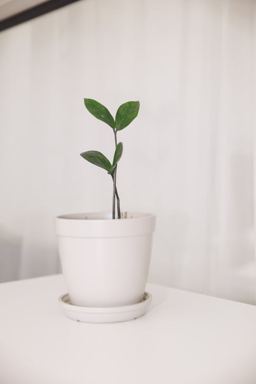 Green Plant in White Ceramic Pot