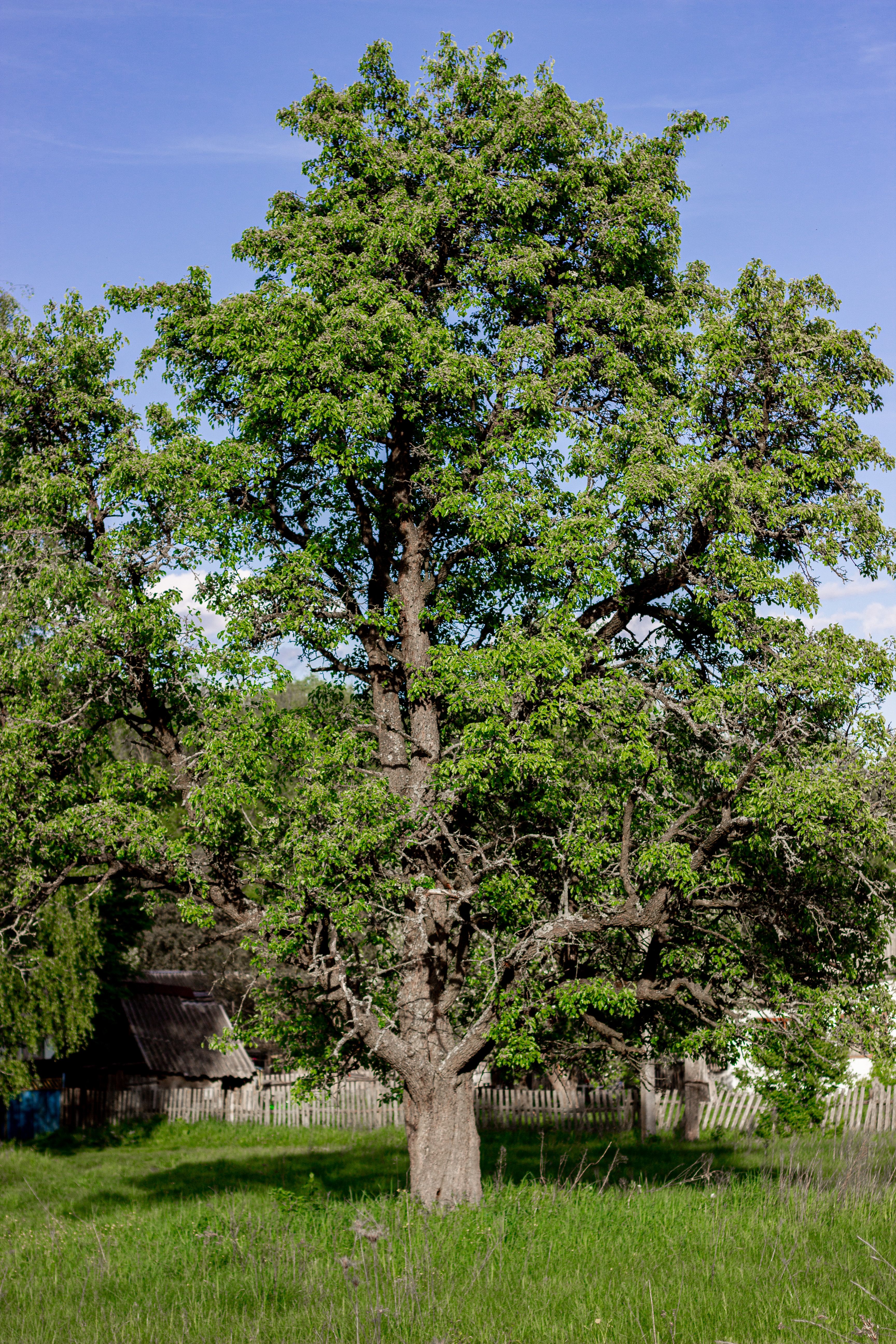Lush Green Oak Tree in Rural Countryside · Free Stock Photo