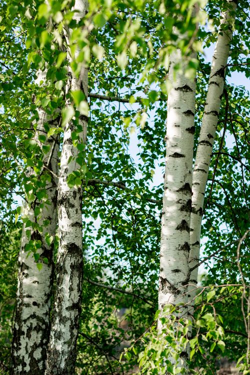 Free Sunlit birch trees with green leaves in a vibrant forest setting. Perfect for nature themes. Stock Photo
