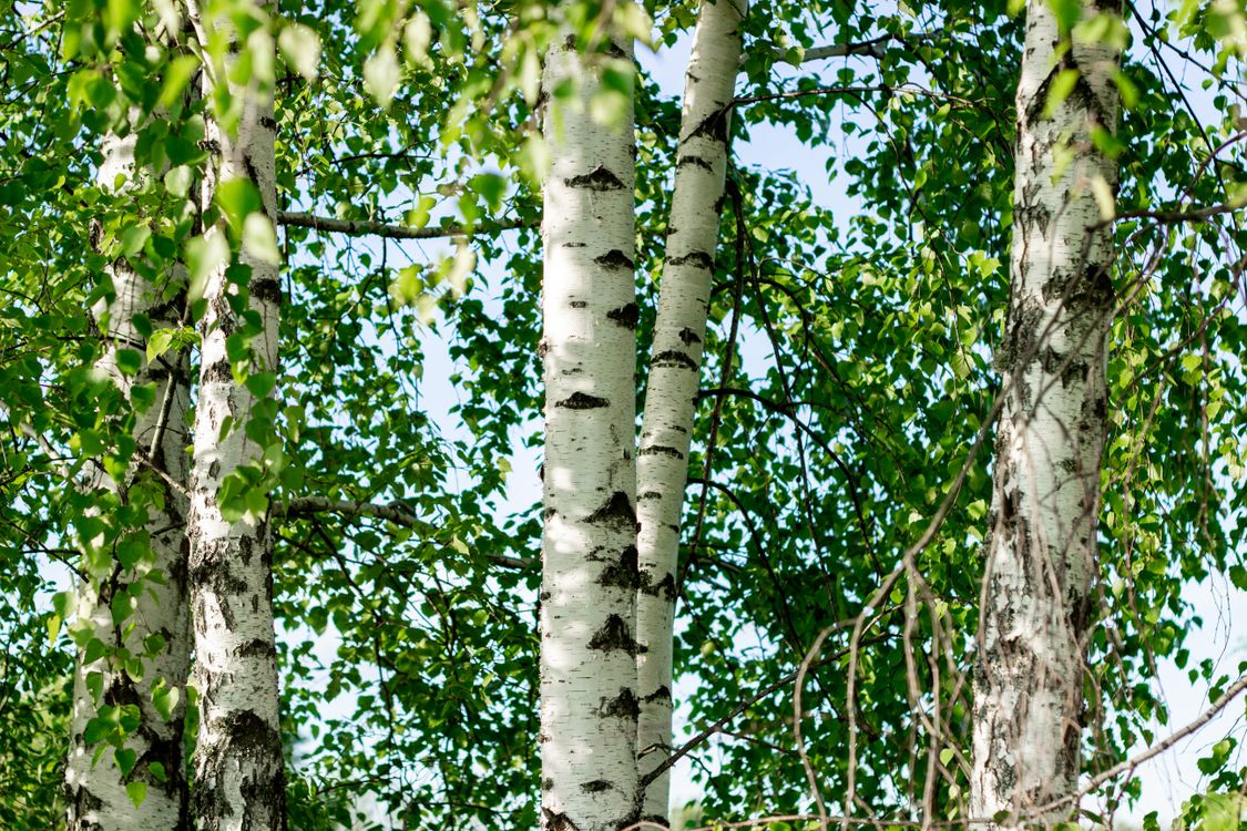 Free Close-up of birch trees with vibrant green leaves in a sunny forest setting. Stock Photo