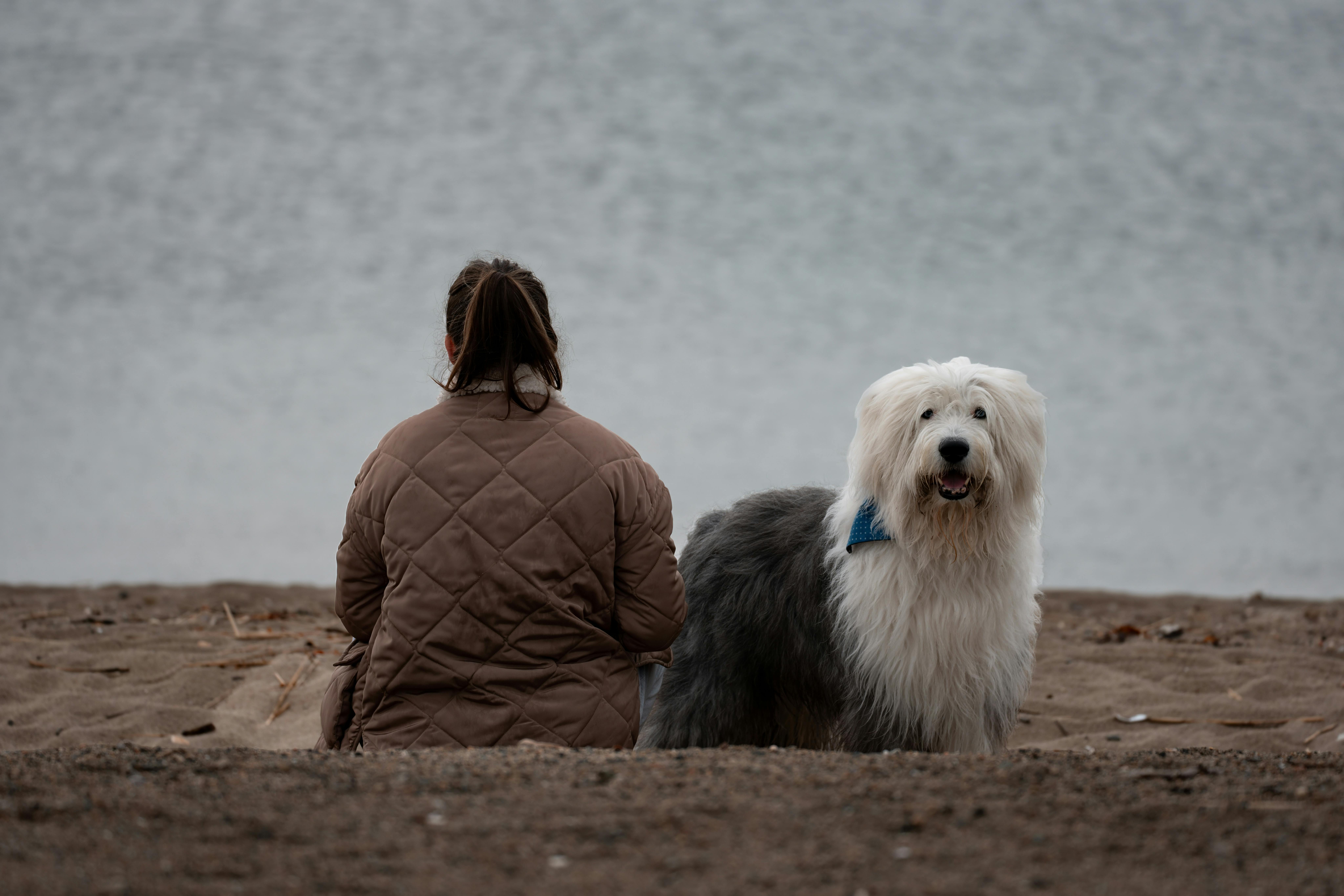 Old English Sheepdog: Ο Dulux Σκύλος Πίσω από το Brand