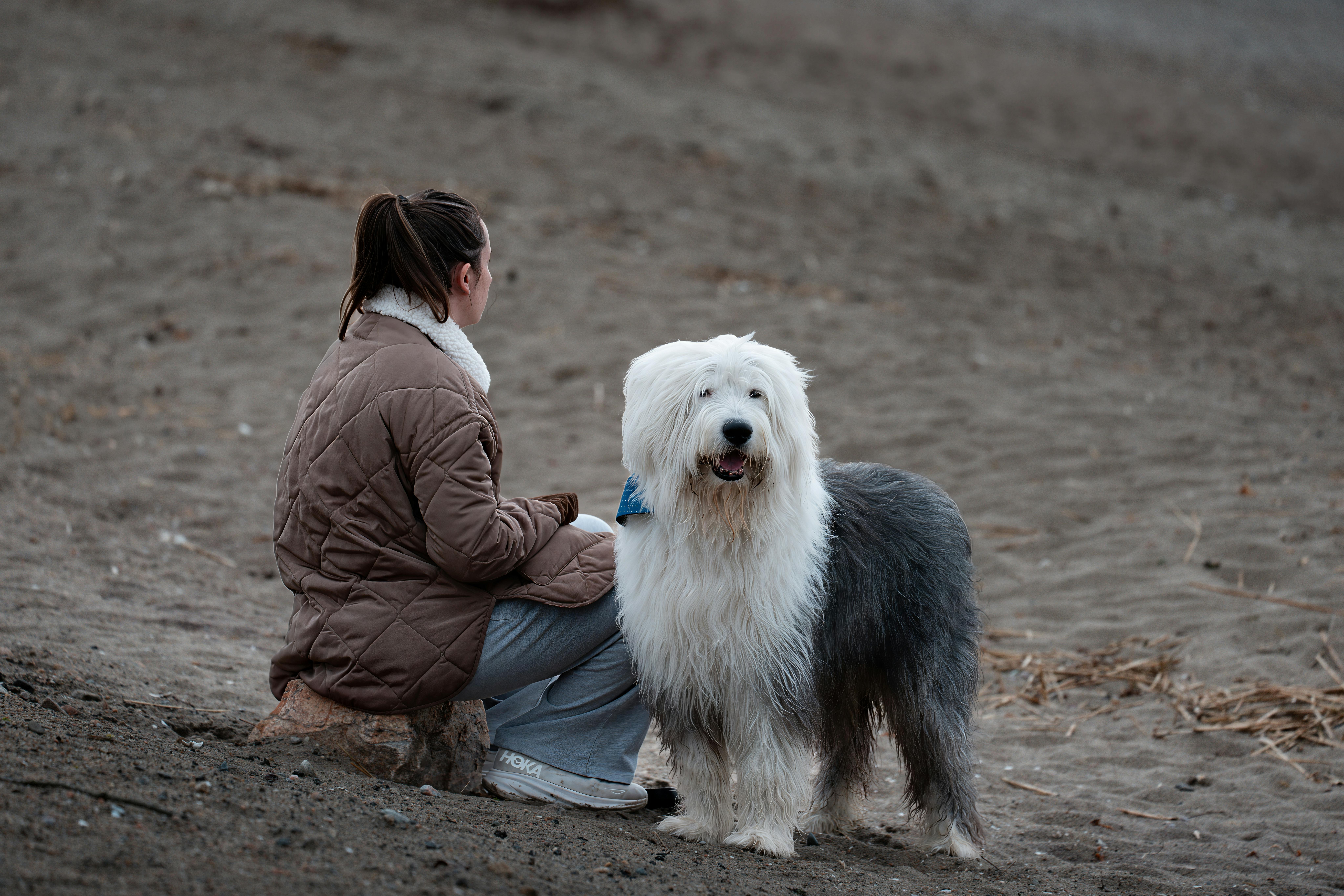 Διατροφή Old English Sheepdog: Τι Τρώει & Πόσο Φαγητό Χρειάζεται