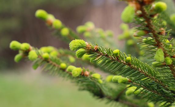 young pine needles fresh green