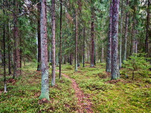 Free Explore a tranquil forest path surrounded by lush green trees, perfect for nature lovers. Stock Photo