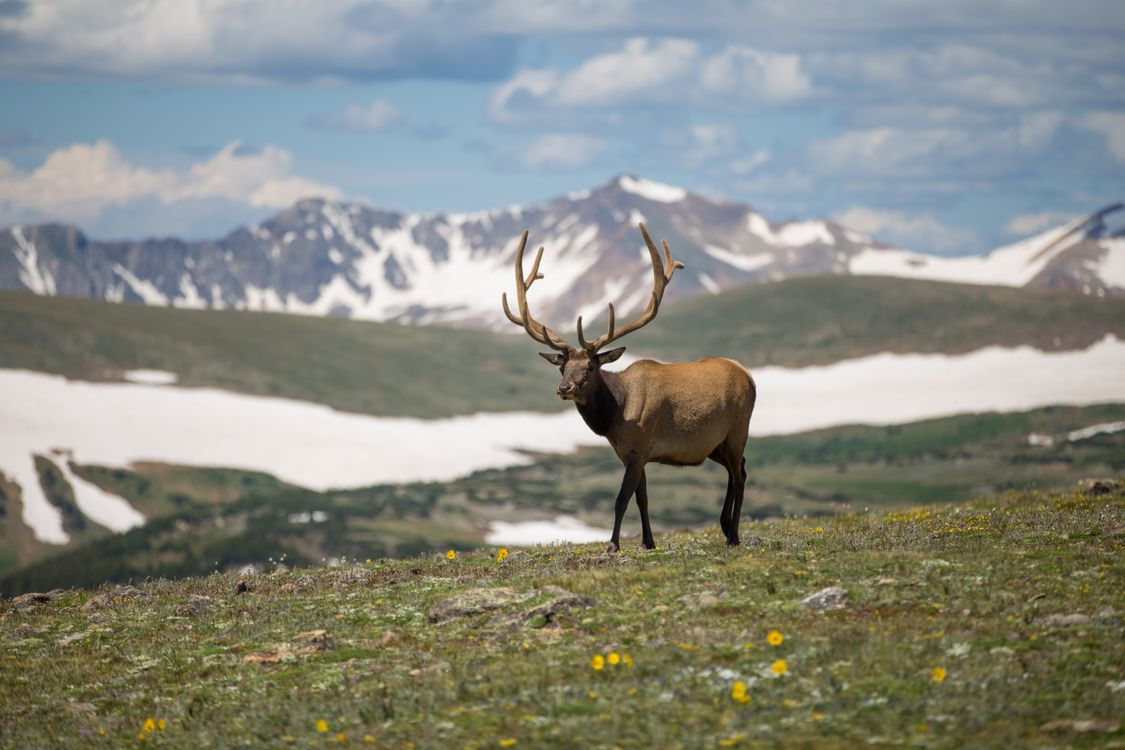 Selective Focus Photography of Brown Deer on Green Grass Field