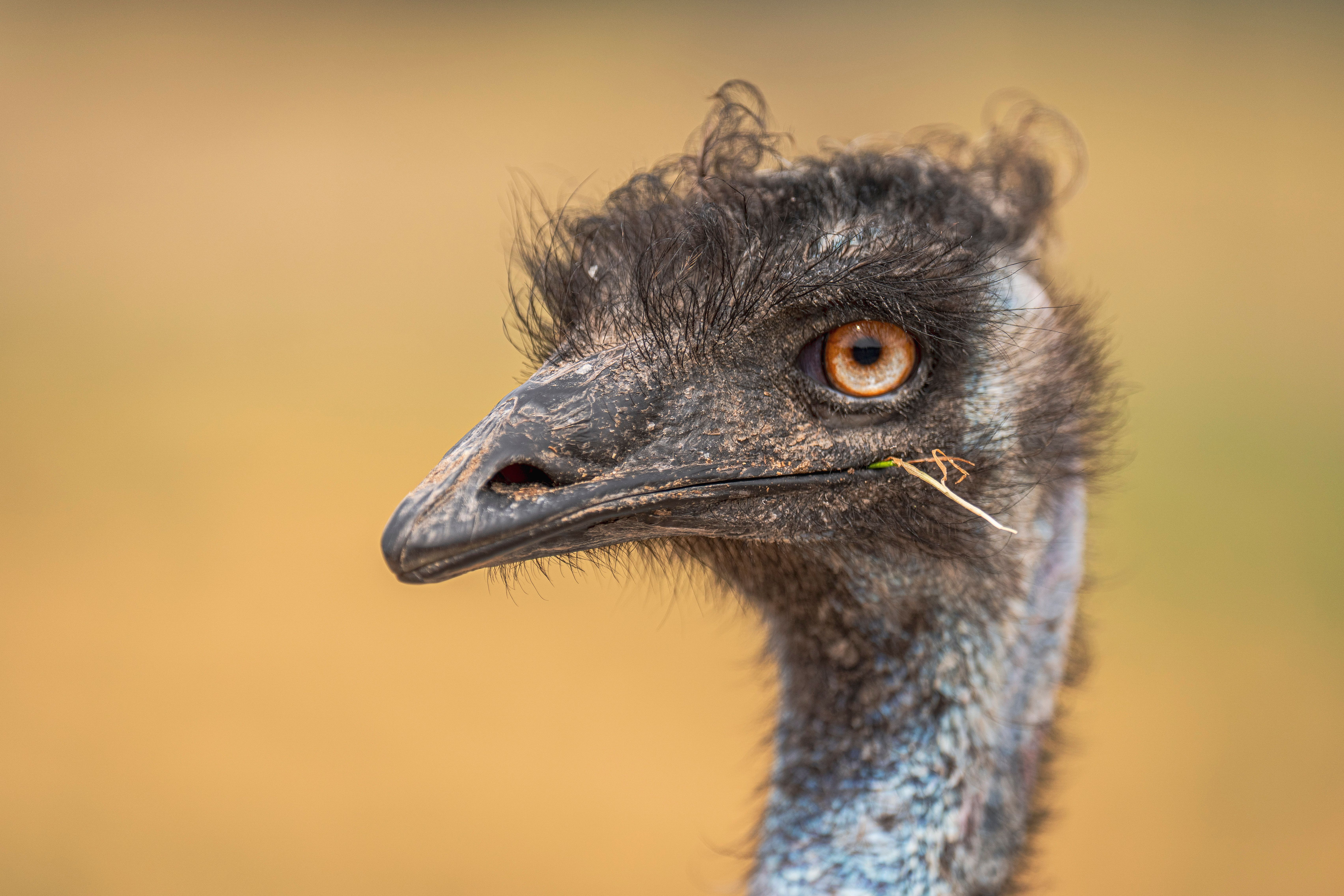 Close-up Portrait of Emu with Natural Background · Free Stock Photo